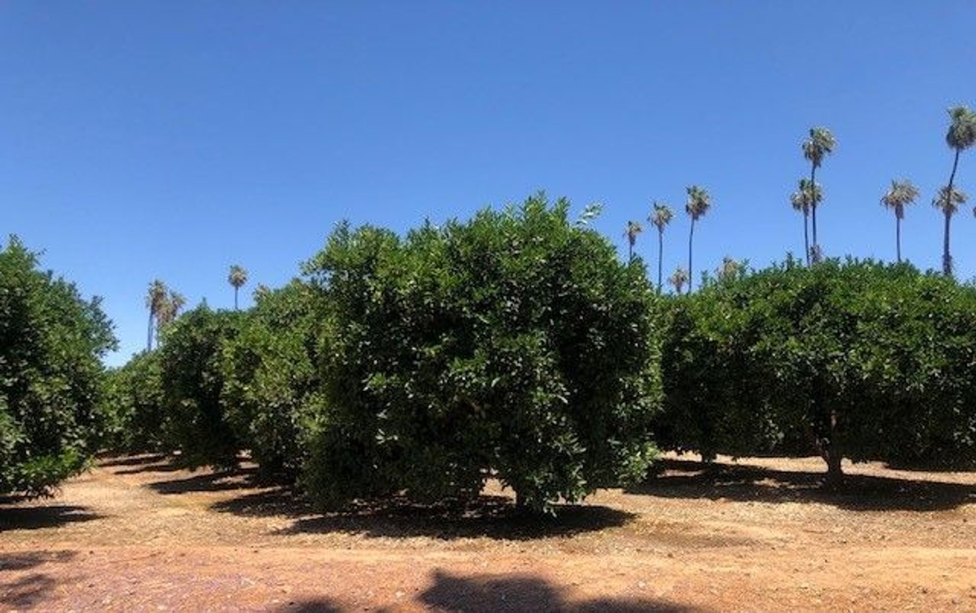 Orange Grove 