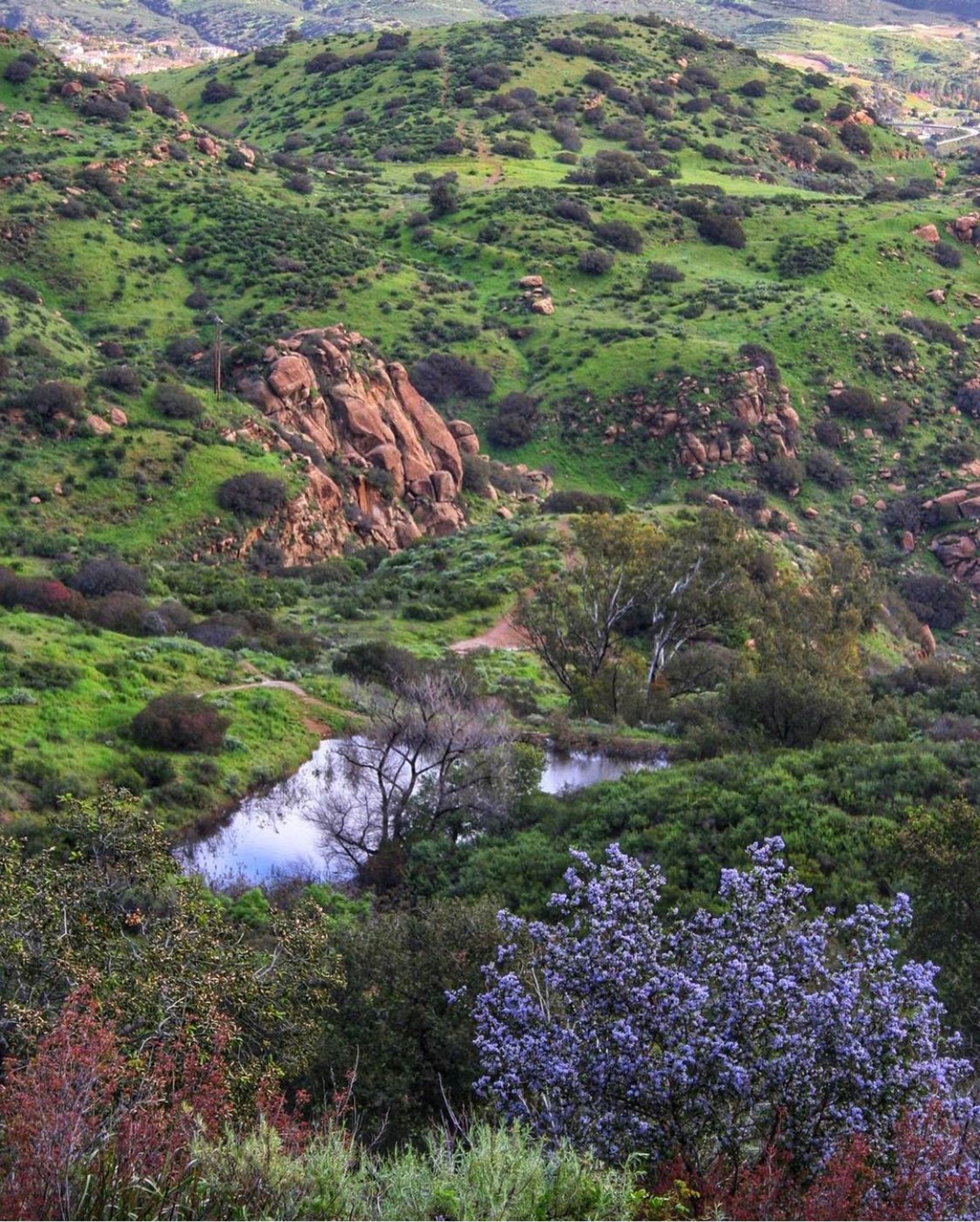 Lush Greenery at Santa Susana