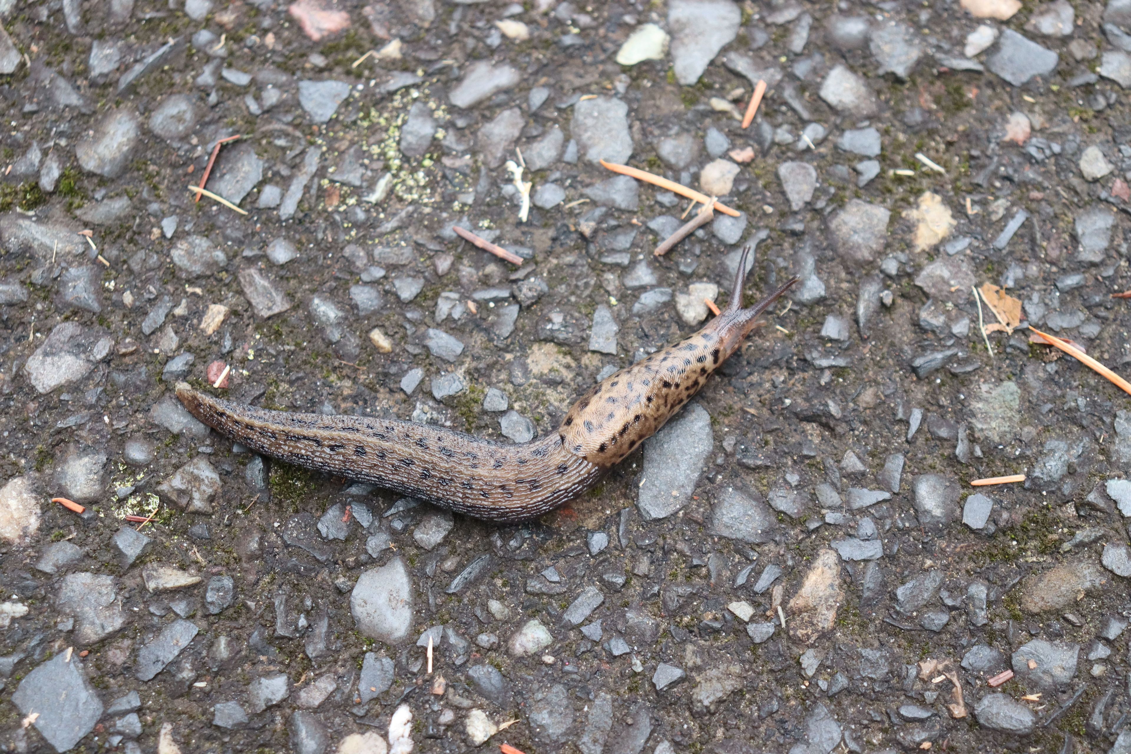 Slug crossing the sidewalk on Salmon Creek Greenway Trail.