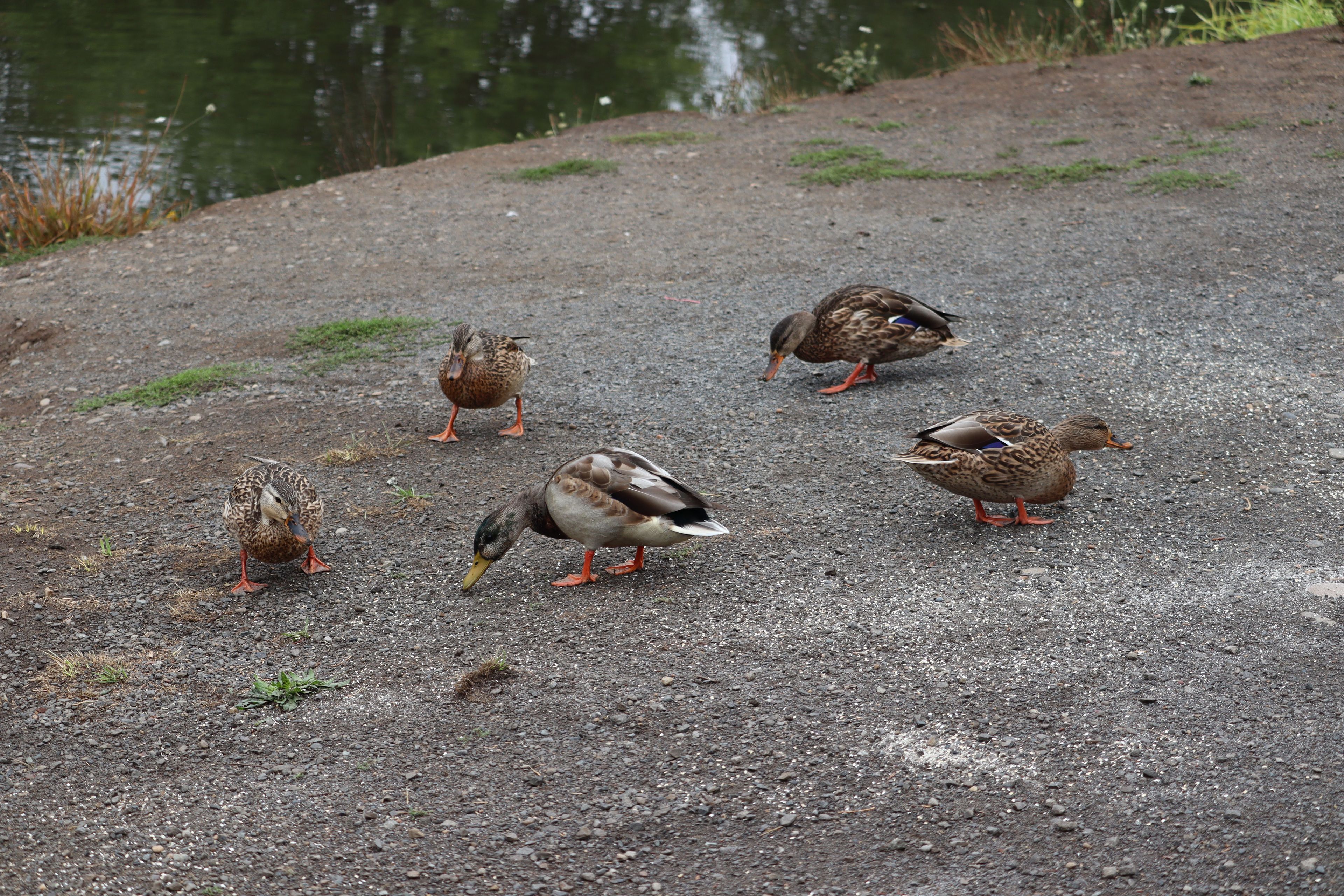 Mallards in a group feeding on land. Across from Turtle Ponds.