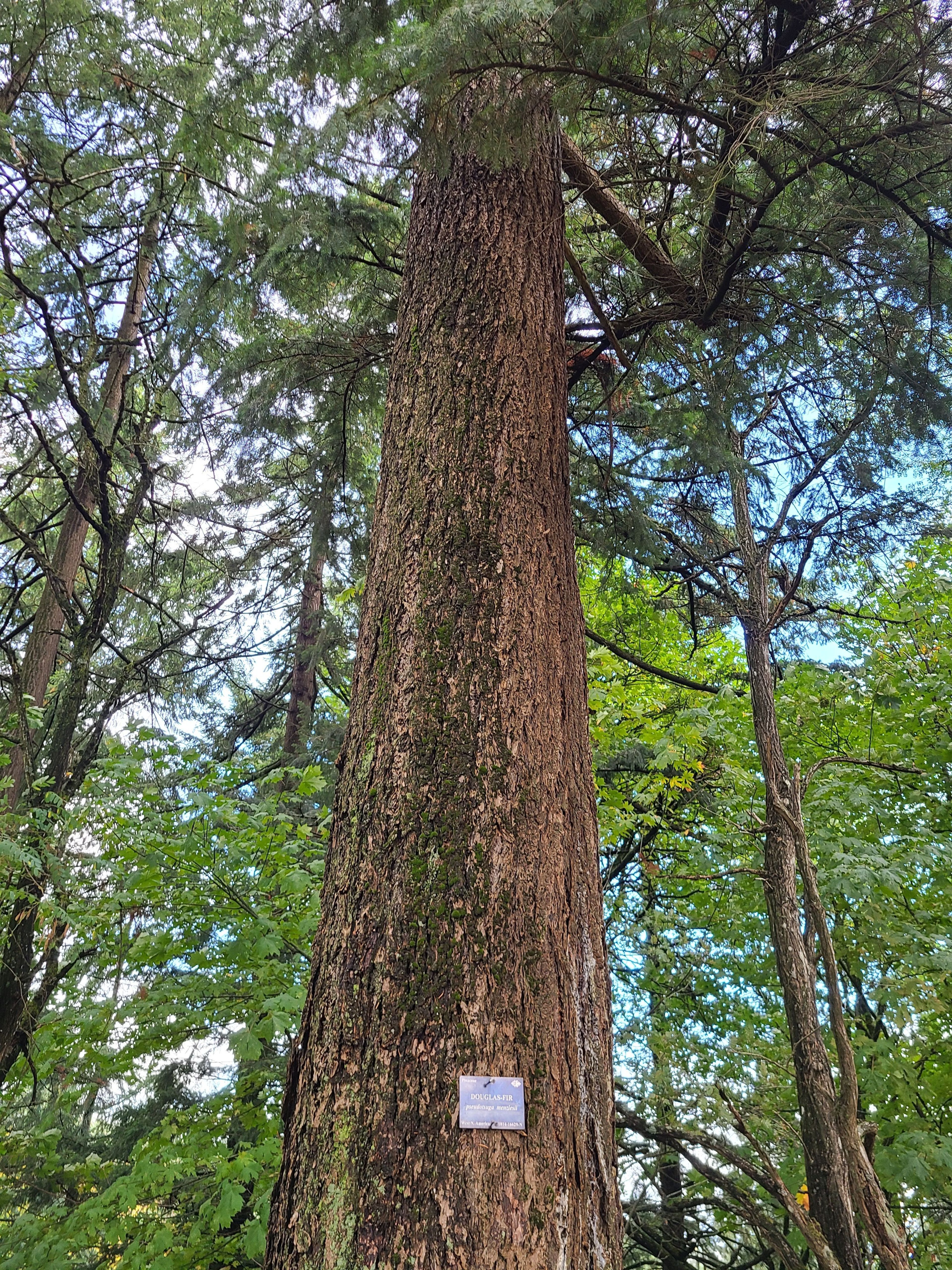 Douglas Fir Tree (Pseudotsuga menziesii)