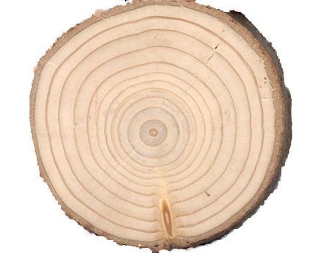 Tree Rings indicating the age of a tree