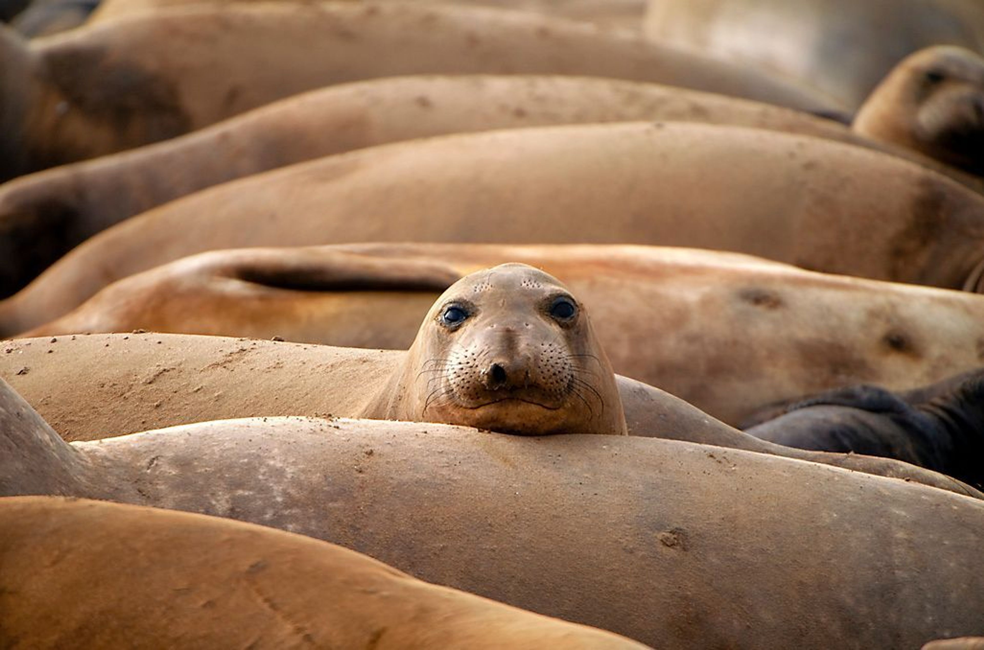 Sea lions resting on beach.