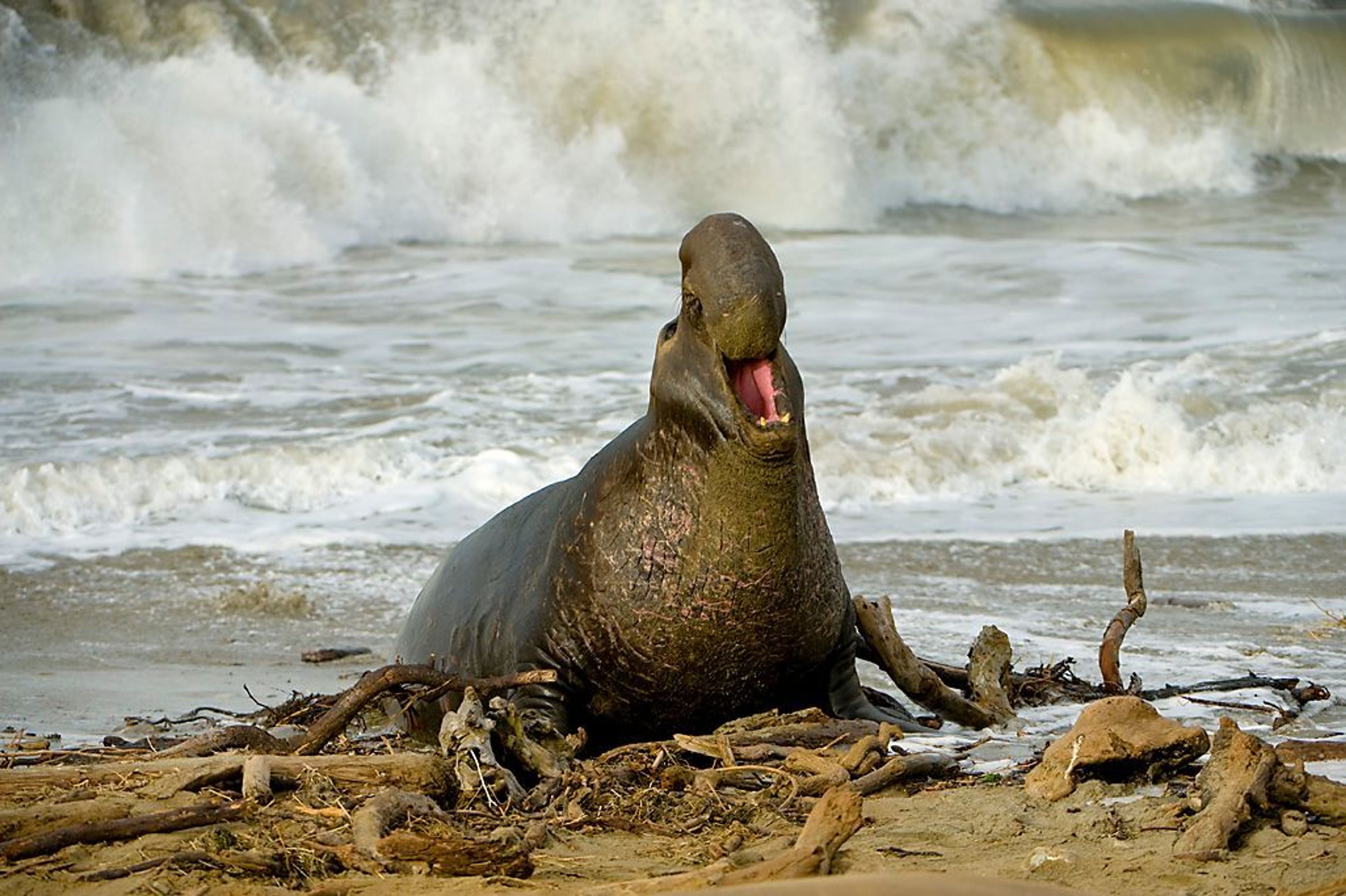 Male sea lion.