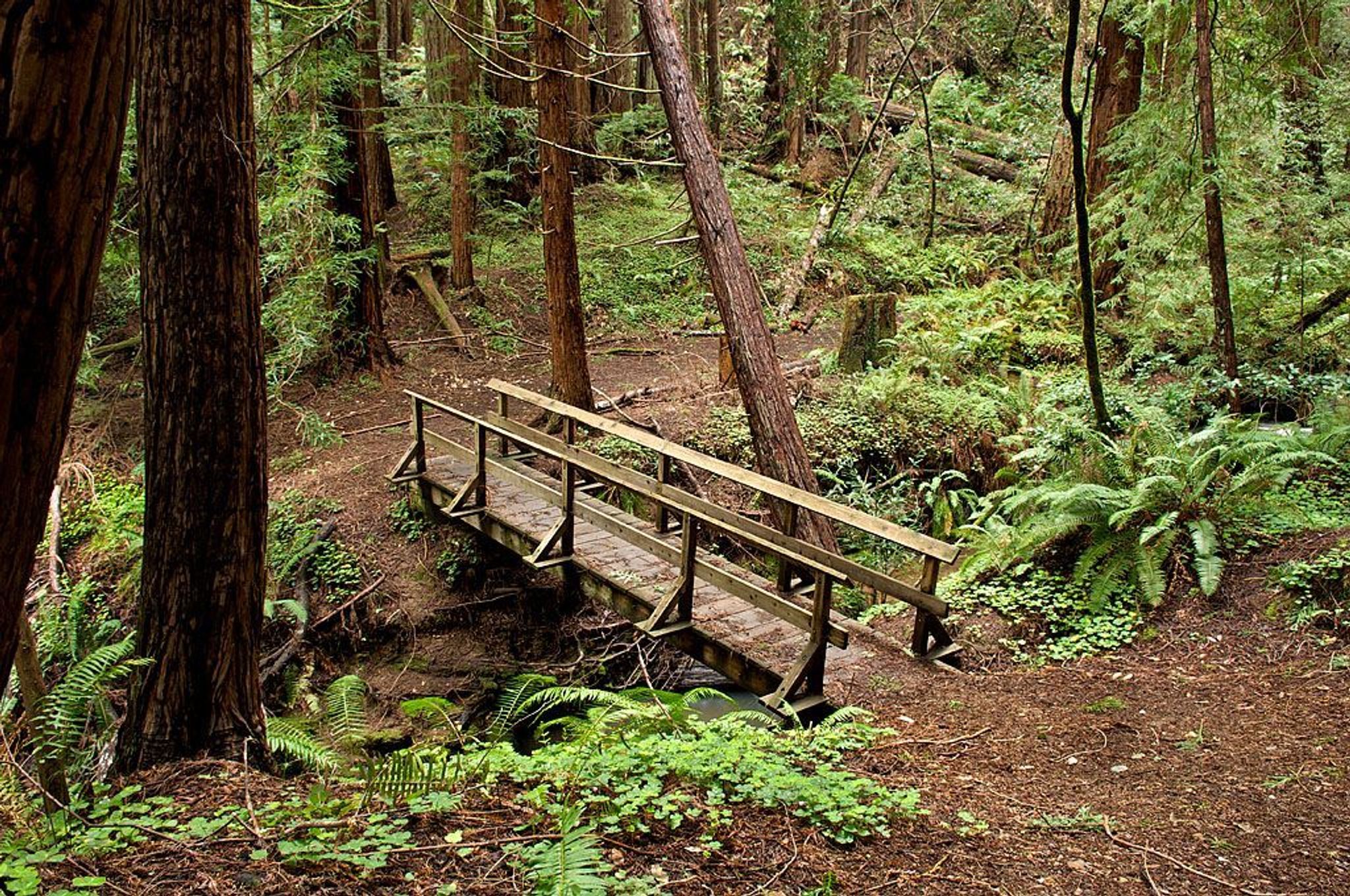 Trail bridge in Butano. 