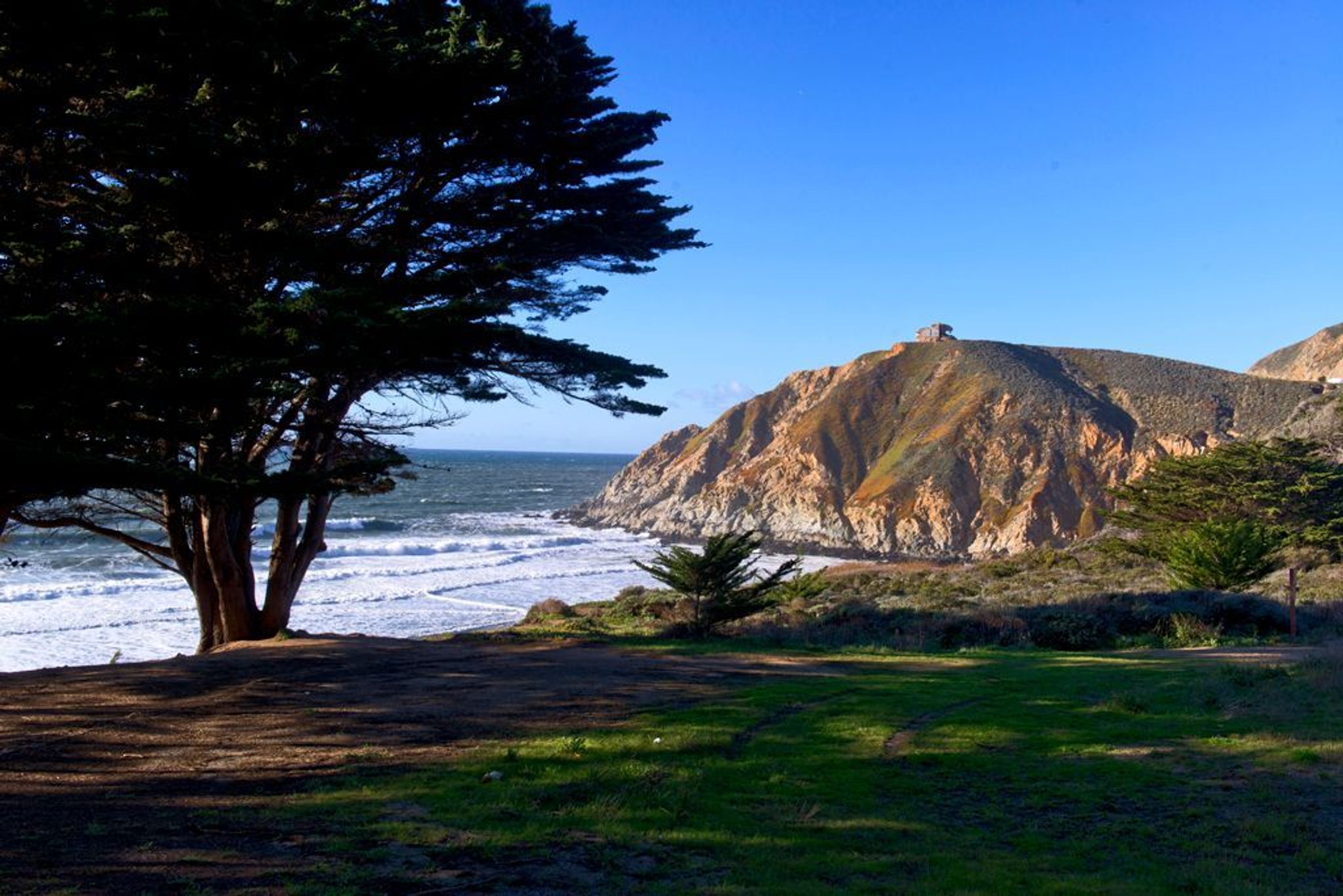 Coastal tree at Gray Whale Cove.