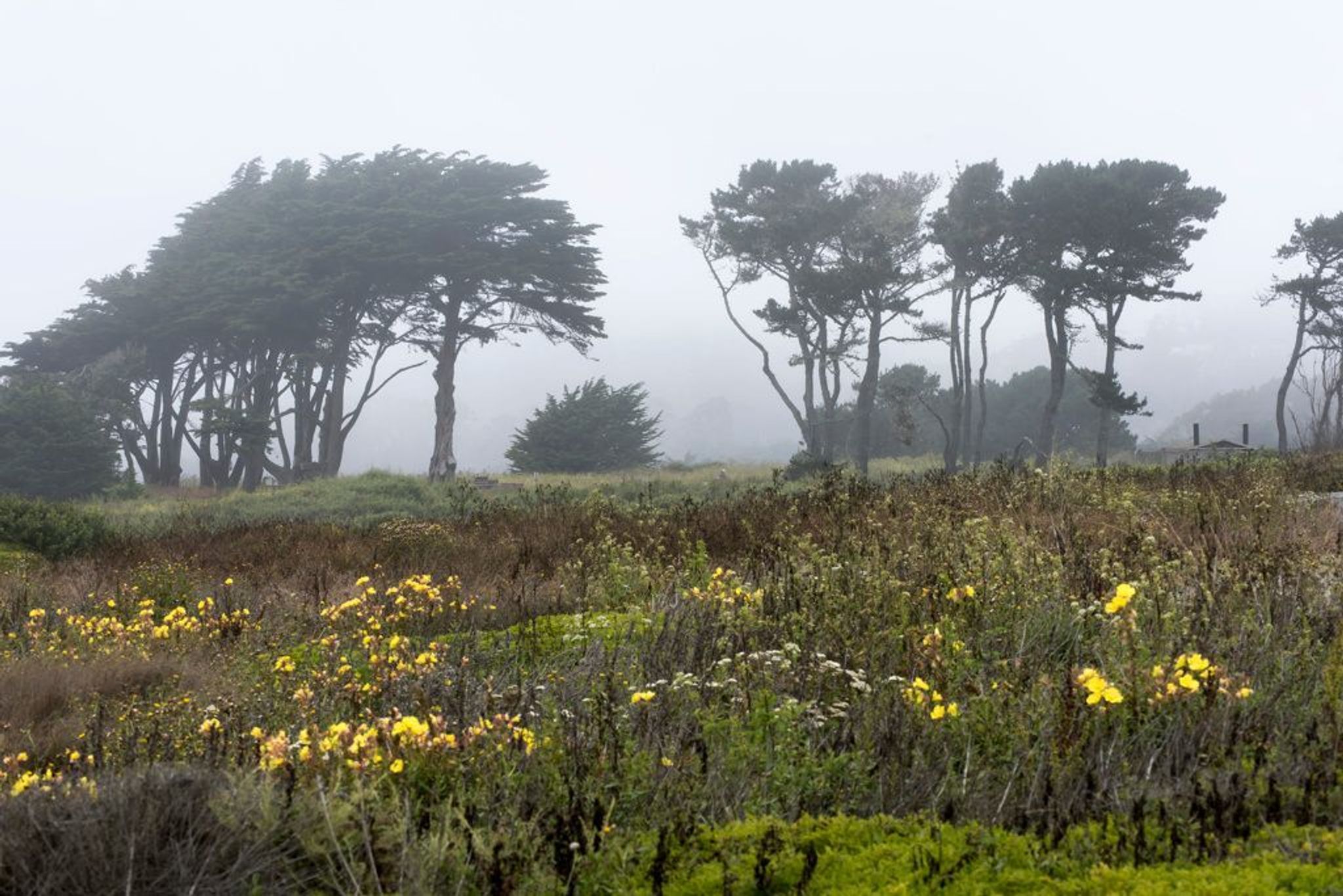 Fog over foliage at Half Moon Bay.