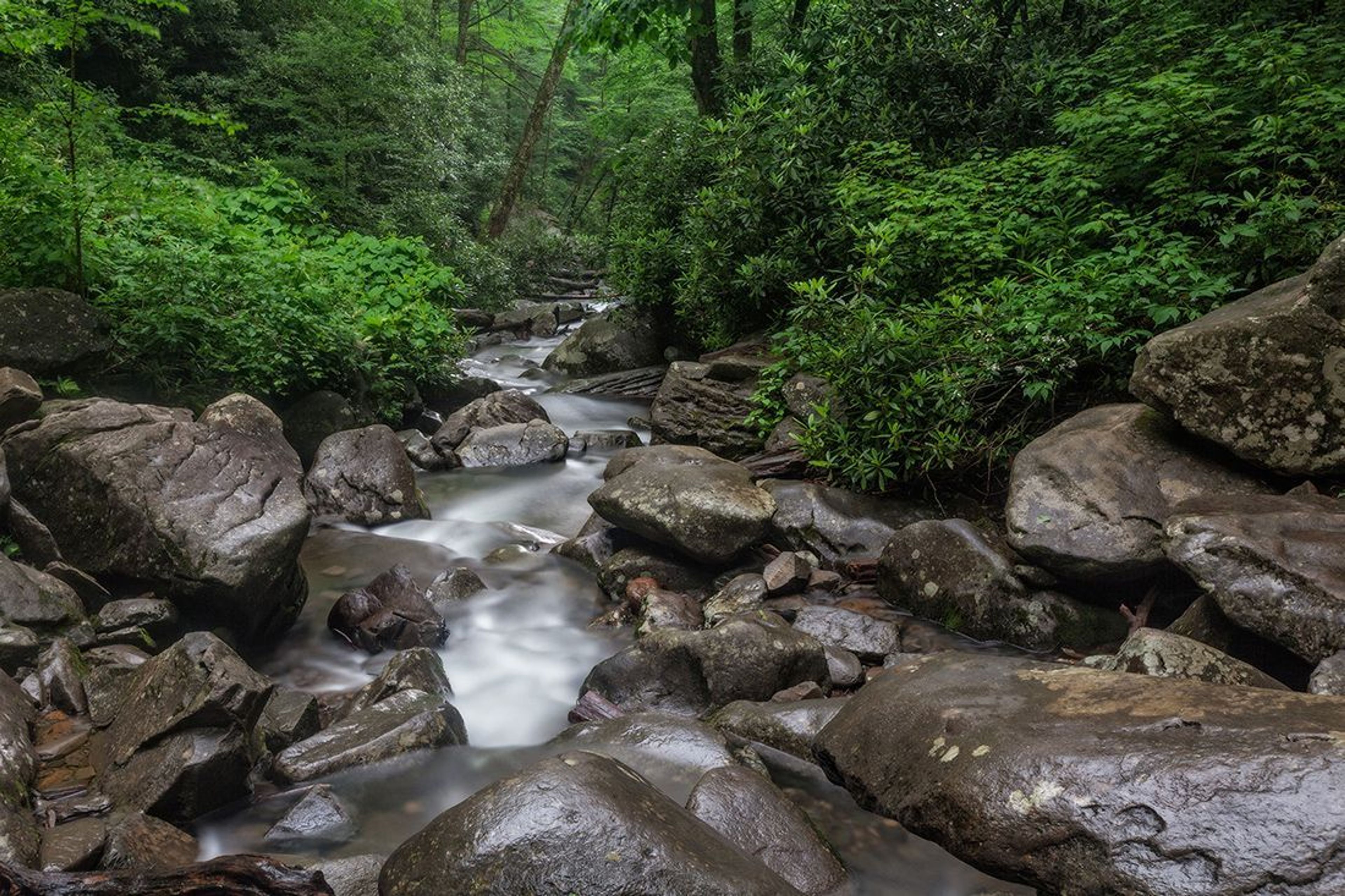 Abundant rainfall means lush forests and beautiful stream scenes in the Great Smoky Mountains.