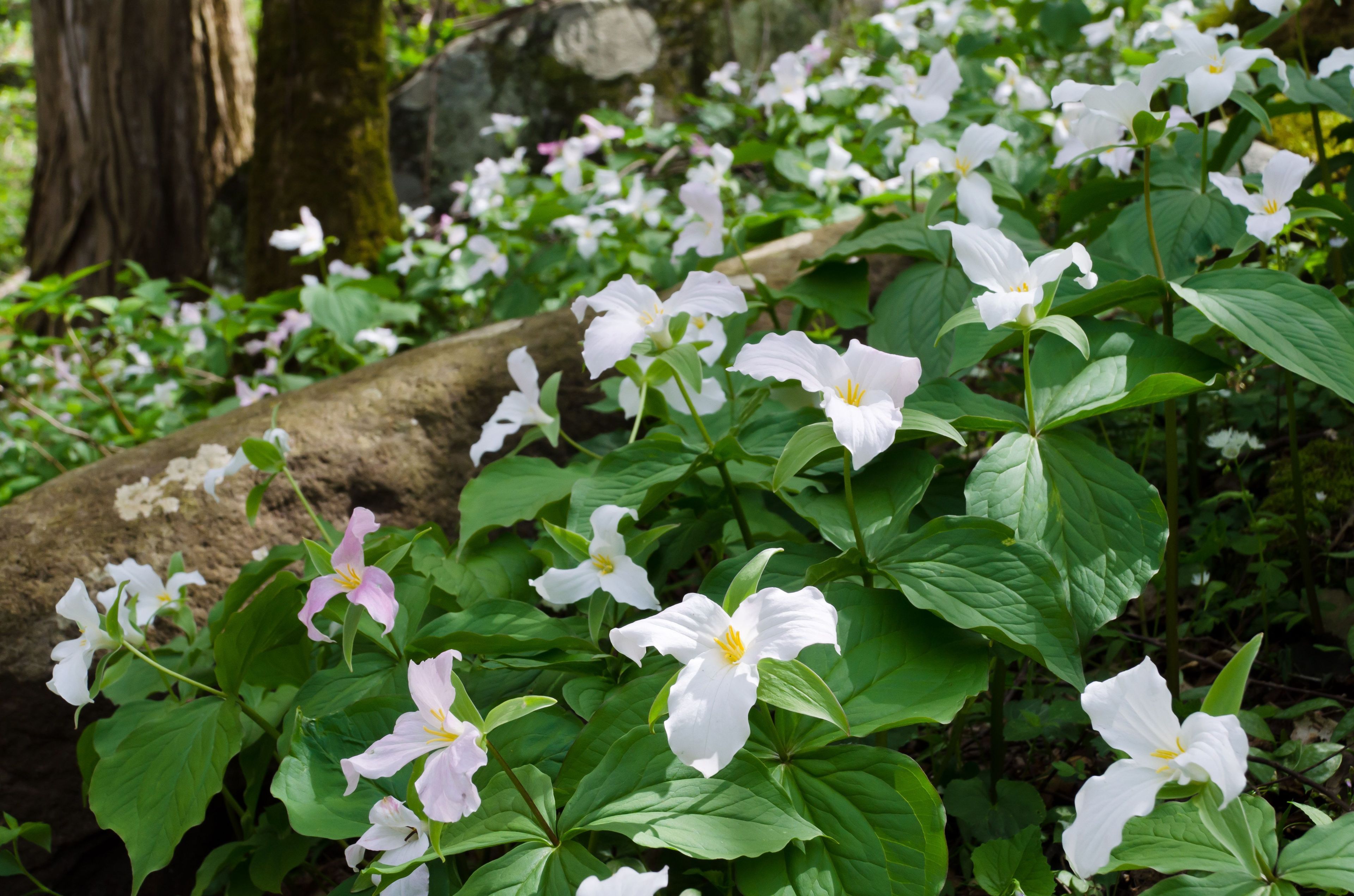 Wildflowers, such as these white trillium, can be found blooming from February through November in the park.