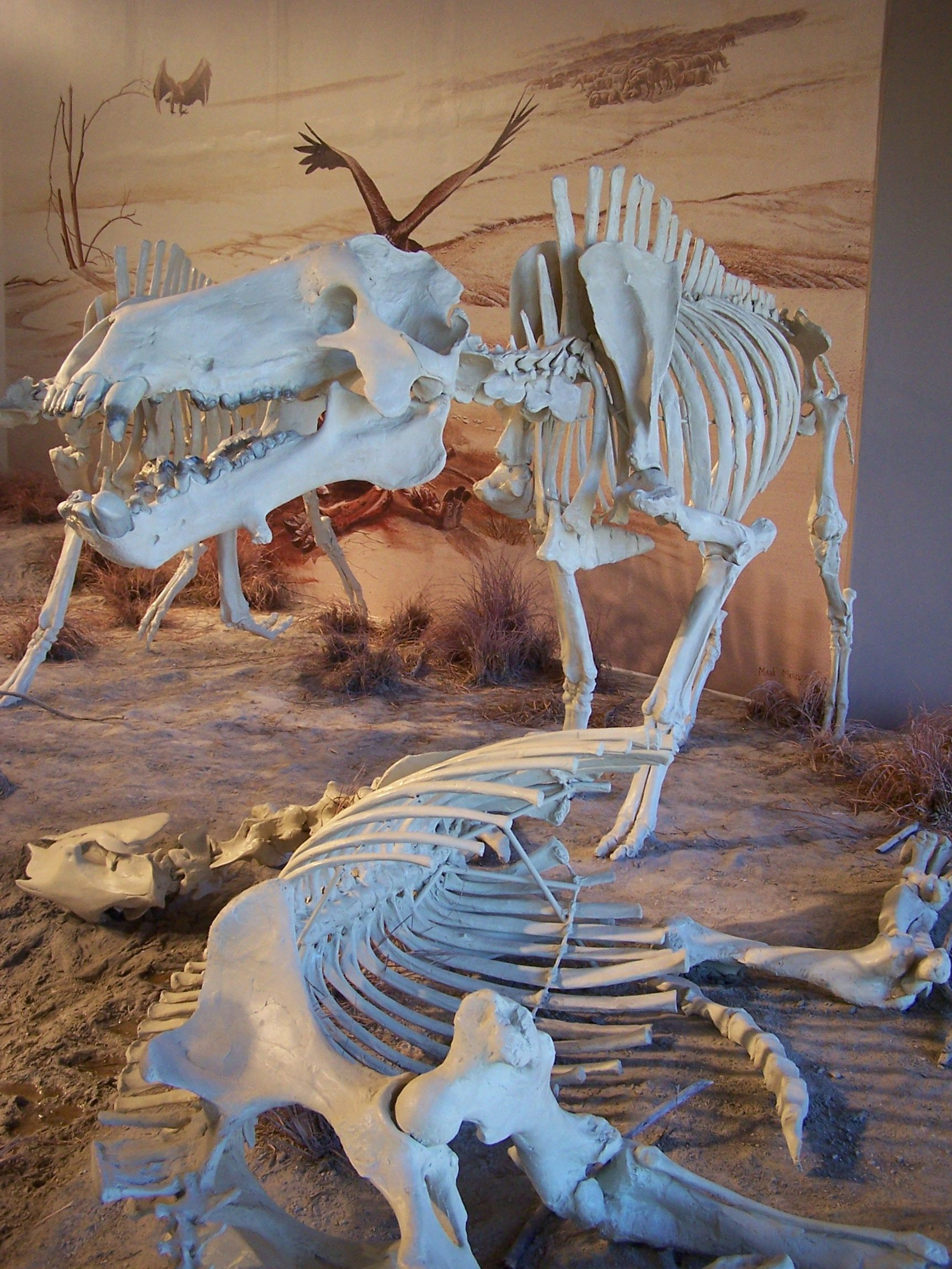 Visitors stare in wonder at the huge head of the "apex" predator of the plains some 20 million years ago.