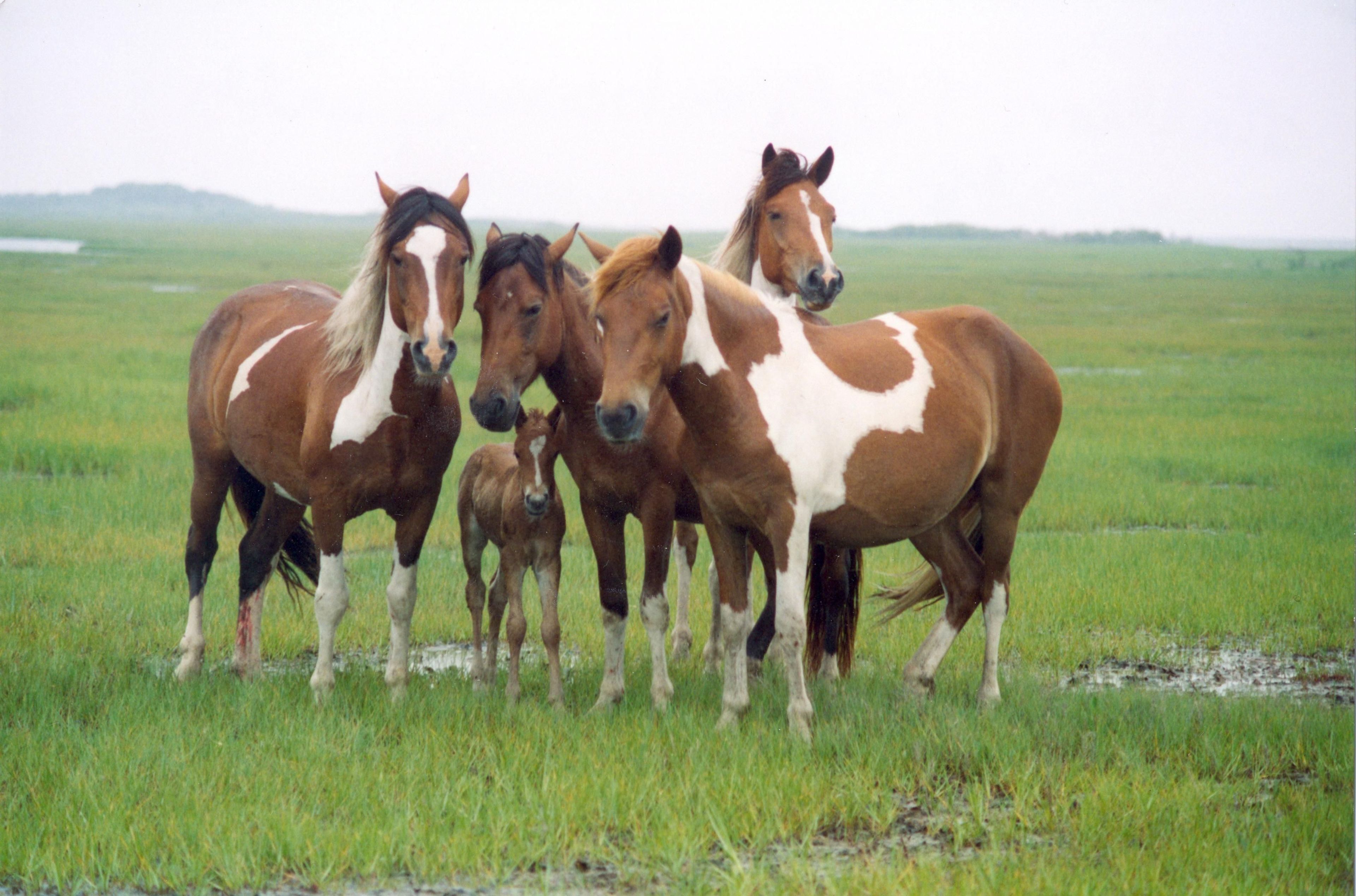 Assateague's wild horses can often be found grazing in salt marshes.