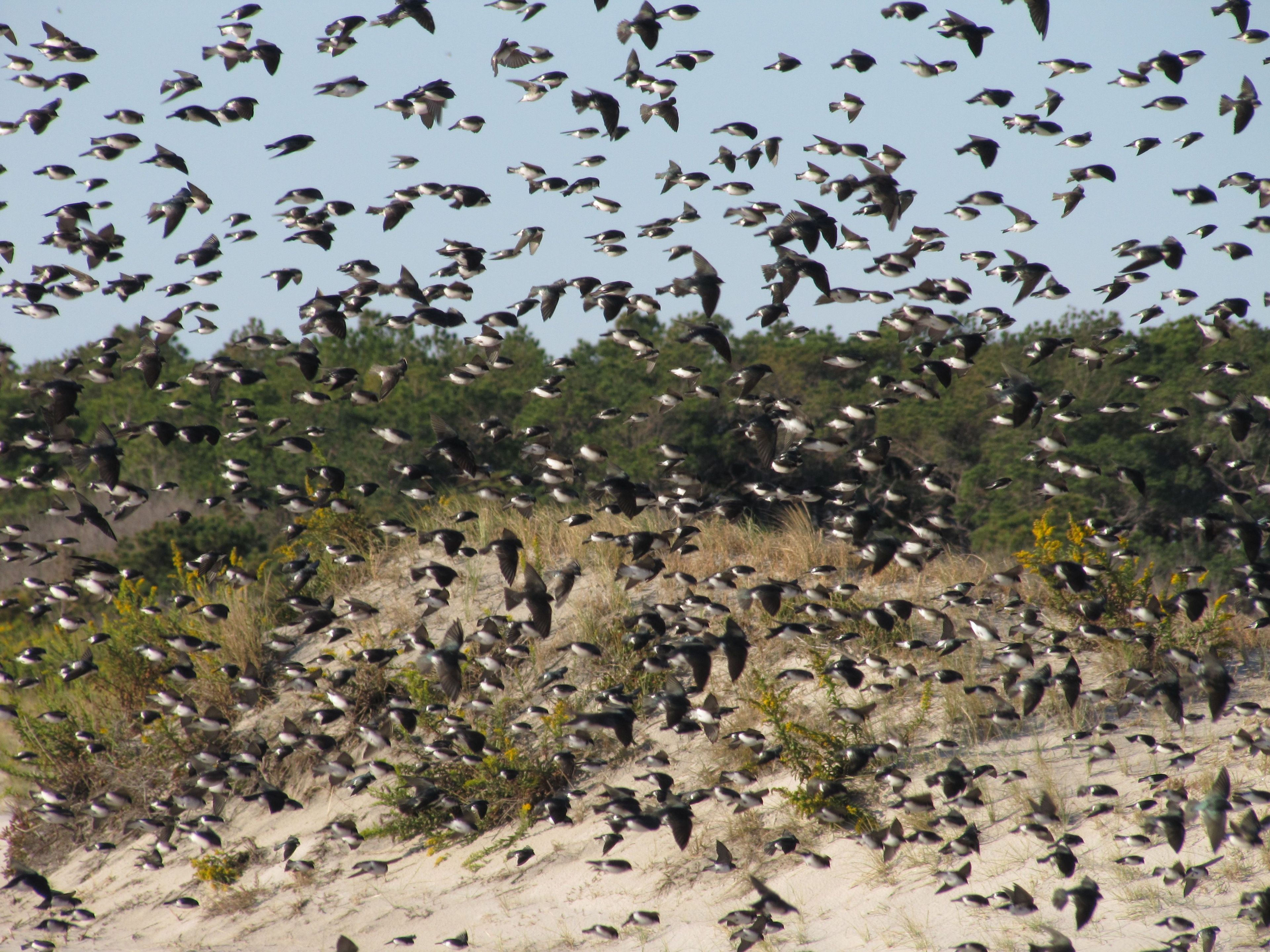 Enormous flocks of migrating tree swallows stop and rest on Assateague beaches in the fall.