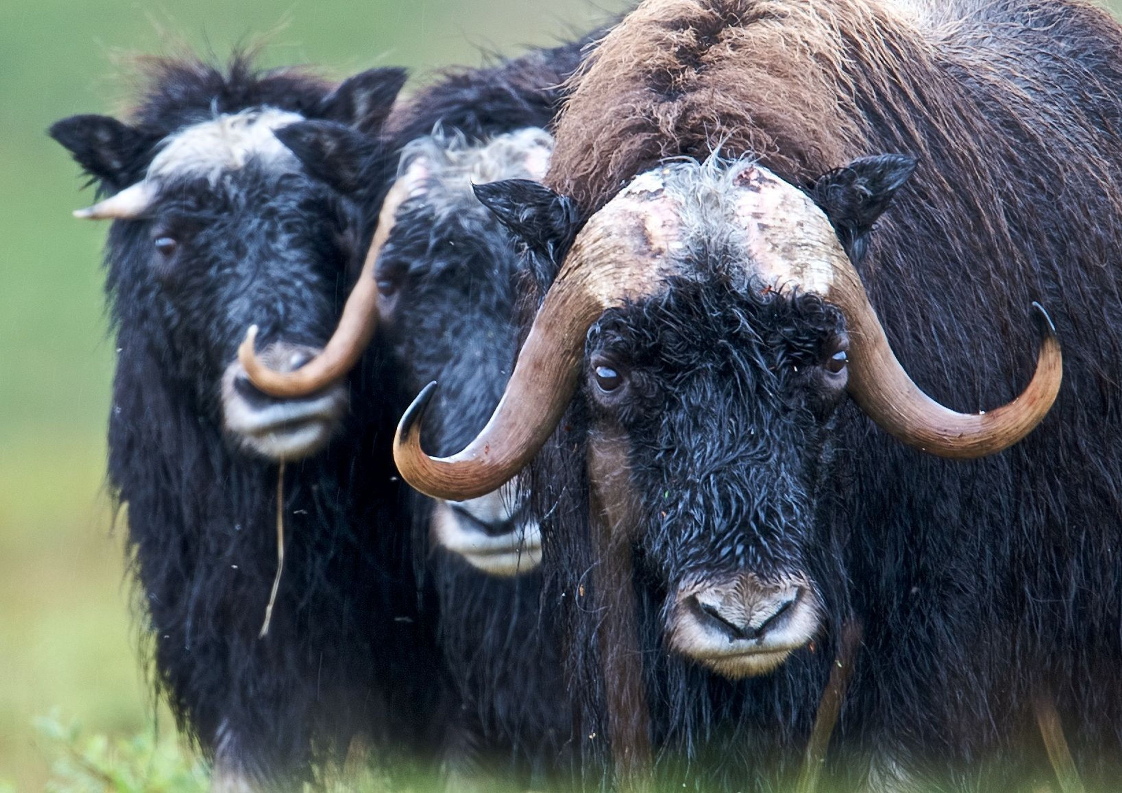 Three wet muskox.