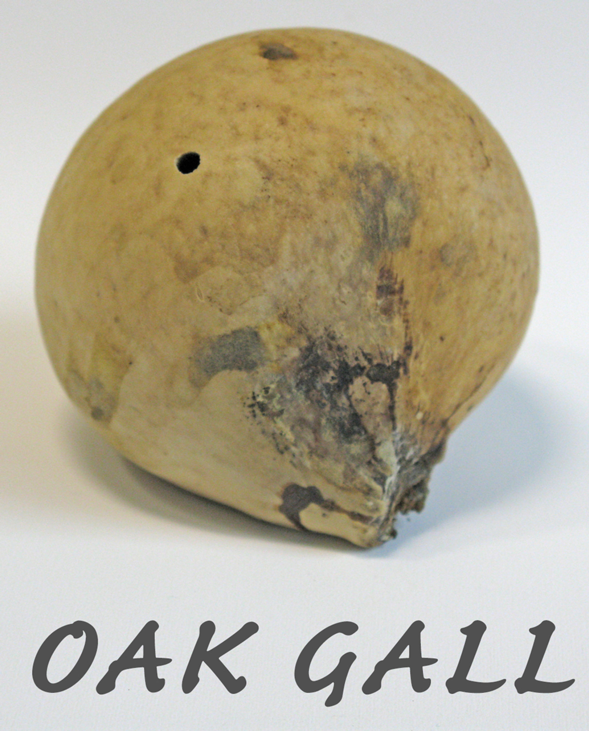 OakGall.jpg