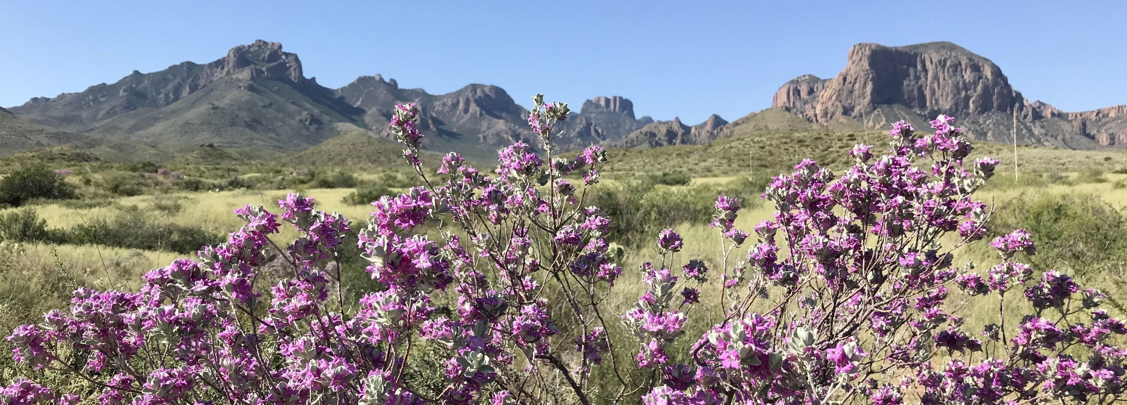 Cenizo, or Big Bend Silverleaf blossoms after summer rains.