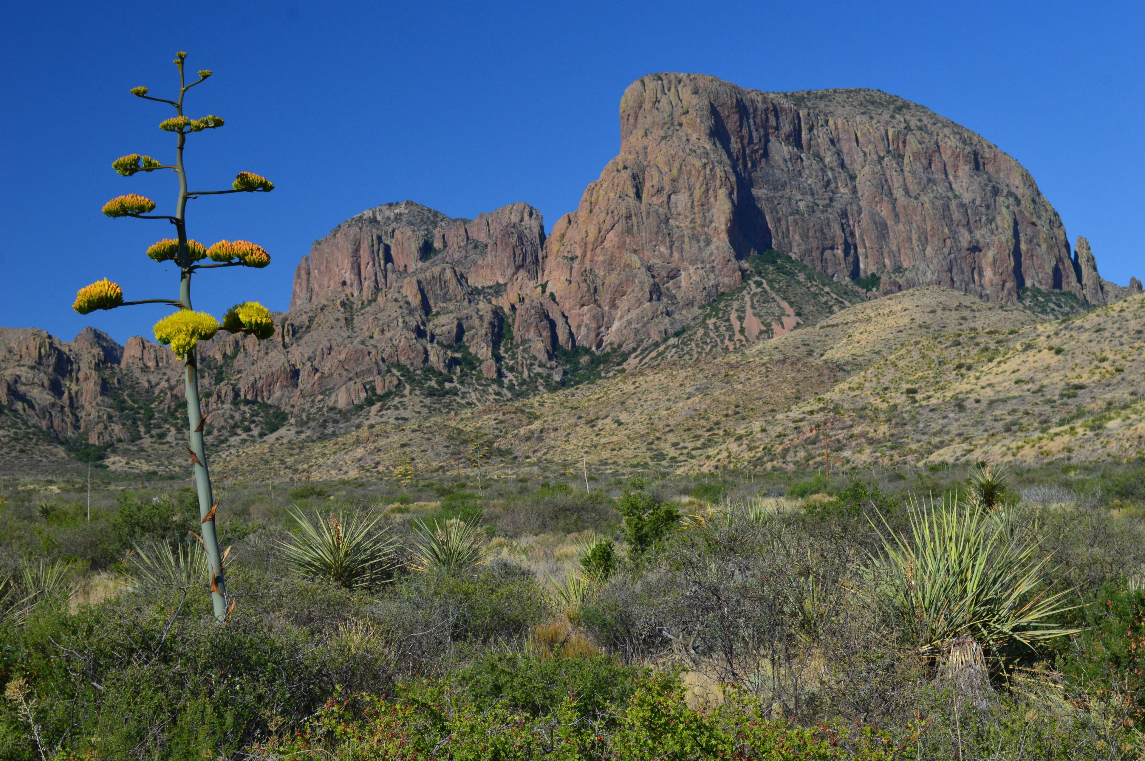 Century Plants bloom only once in their long lives.