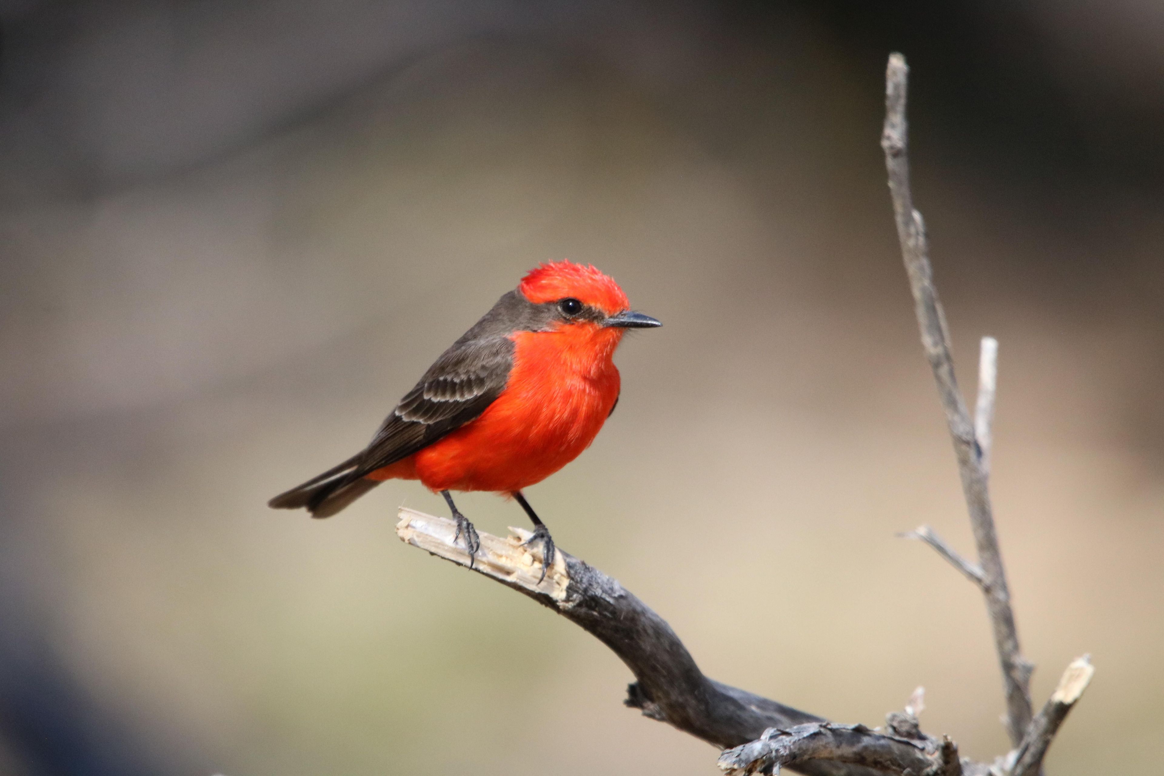 Big Bend is home to over 450 species of birds!