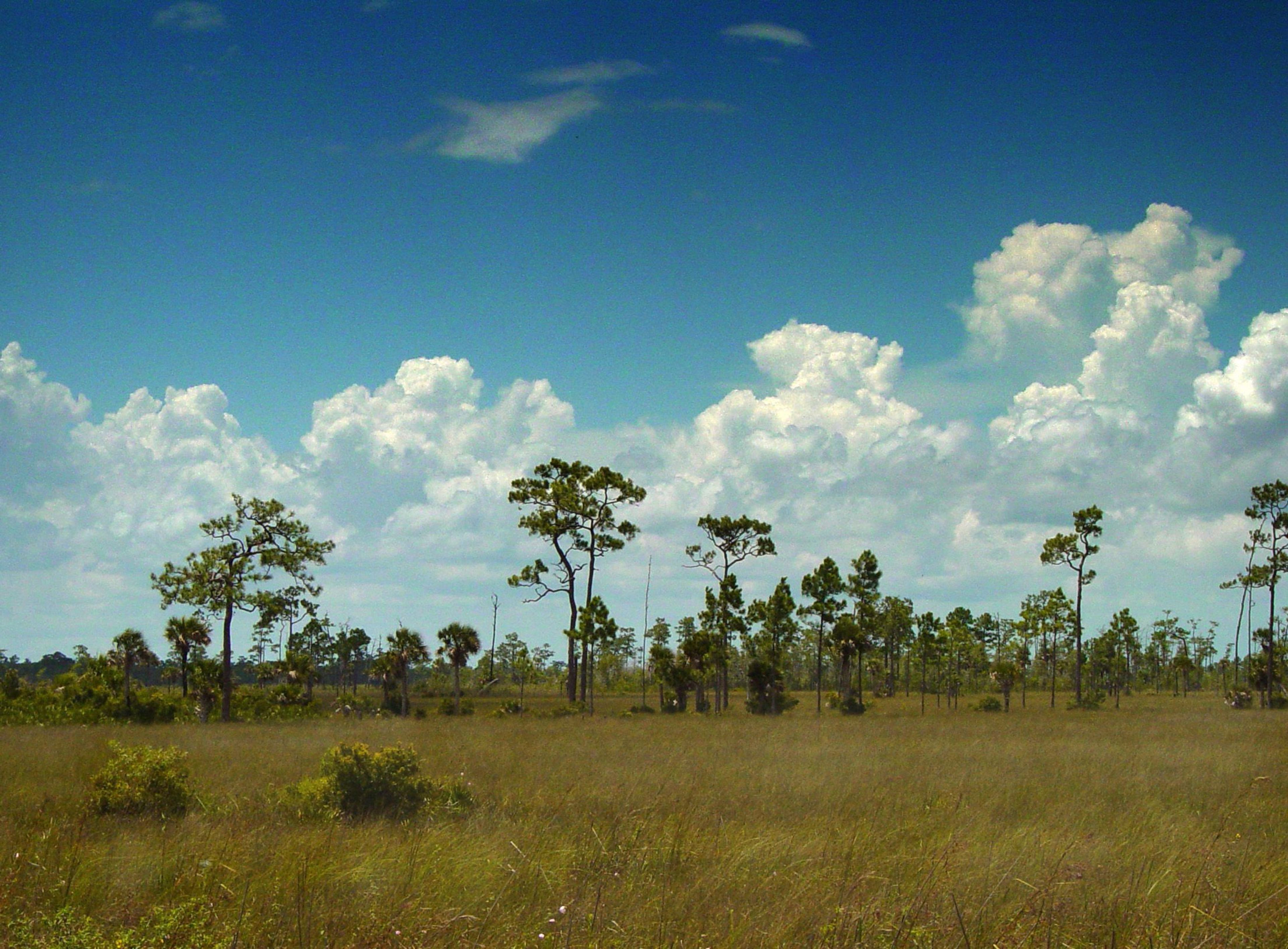 large open expanses of prairie bordered by pine lands create stunning landscapes