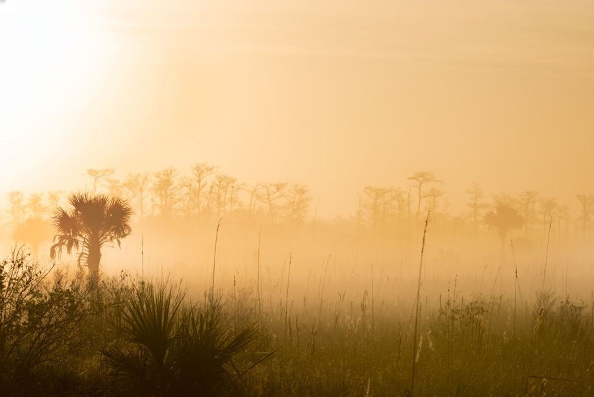 palm trees emerge out of the fog as an orange sunrise dots the landscape