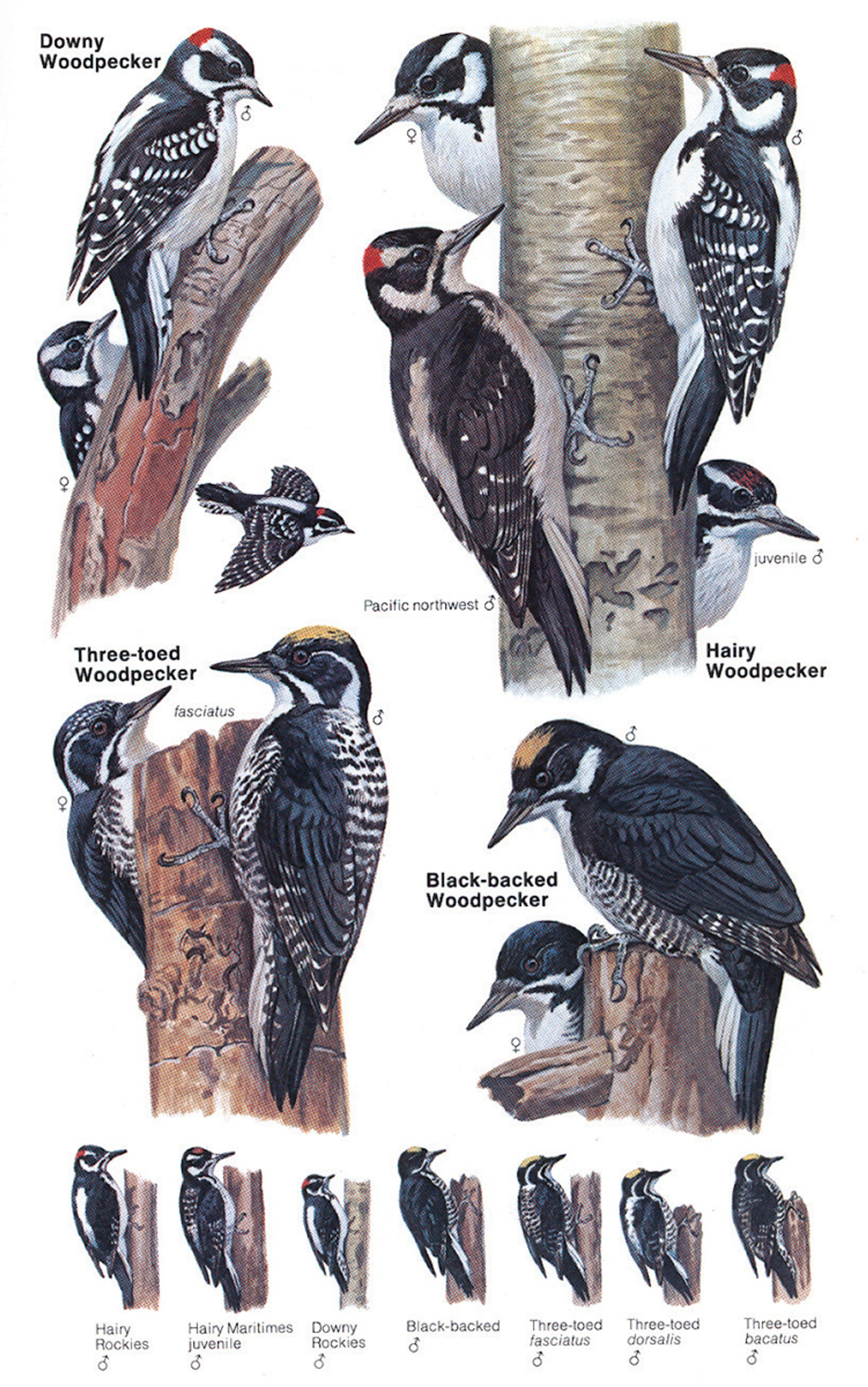 Woodpeckers.jpg