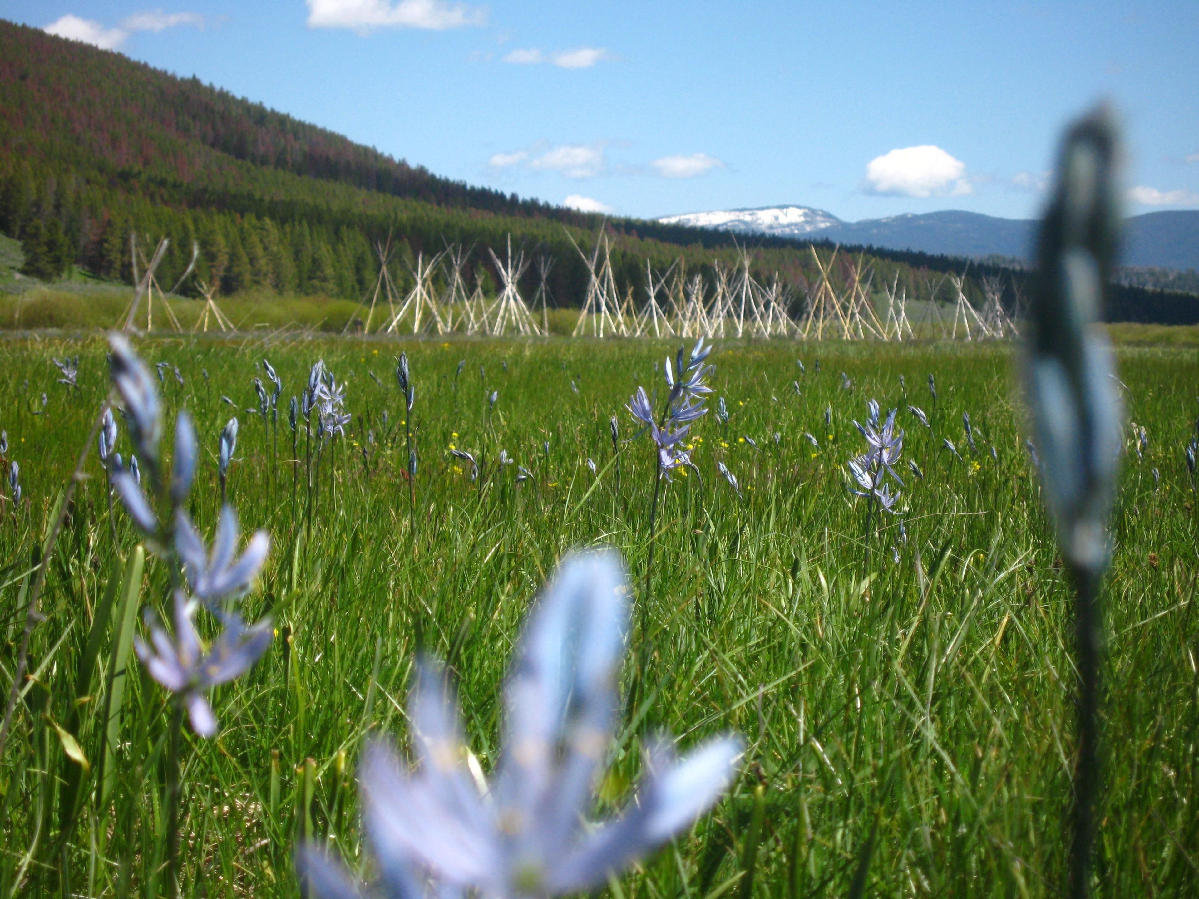 The Nez Perce chose their camp site in the Big Hole in part due to the Camas, whose roots they gathered prior to the August 9th attack.