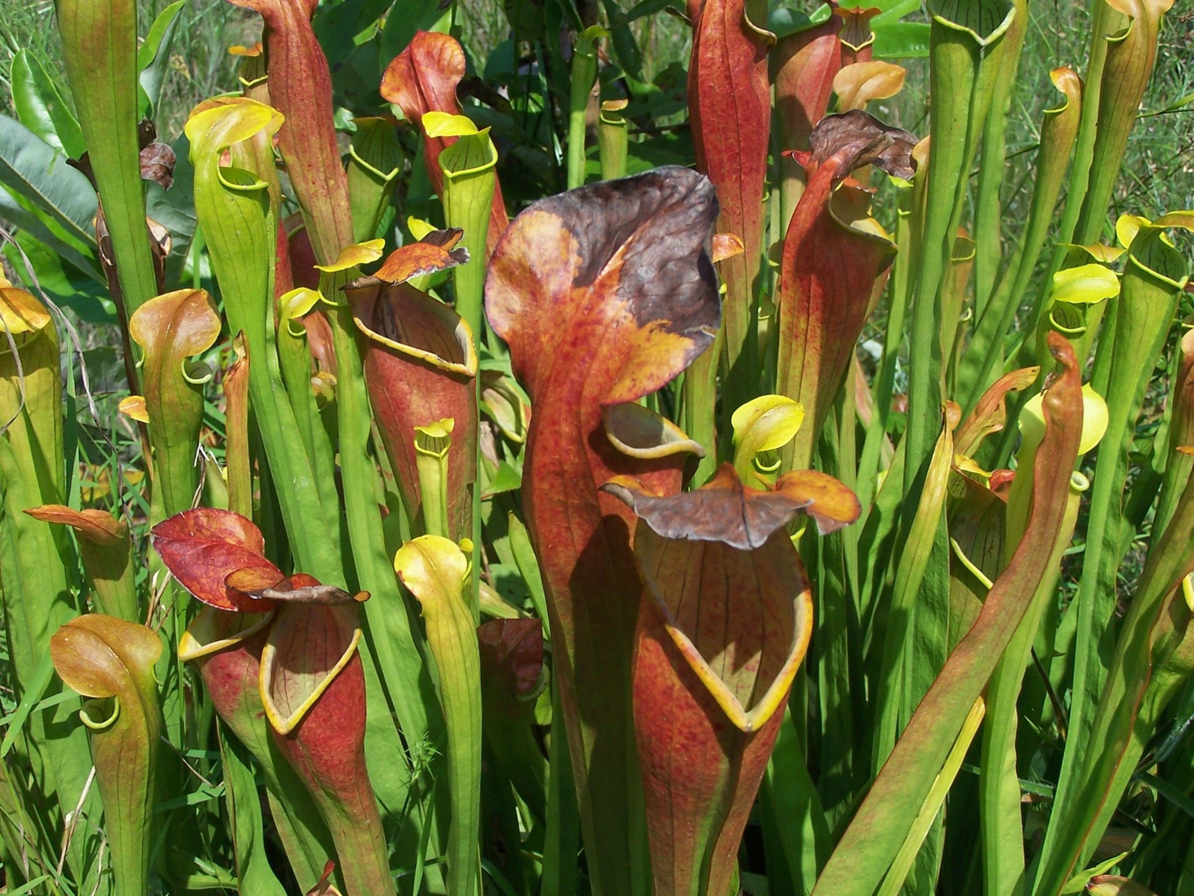 Look for carnivorous pitcher plants in bogs along the Sundew Trail and Pitcher Plant Trail.