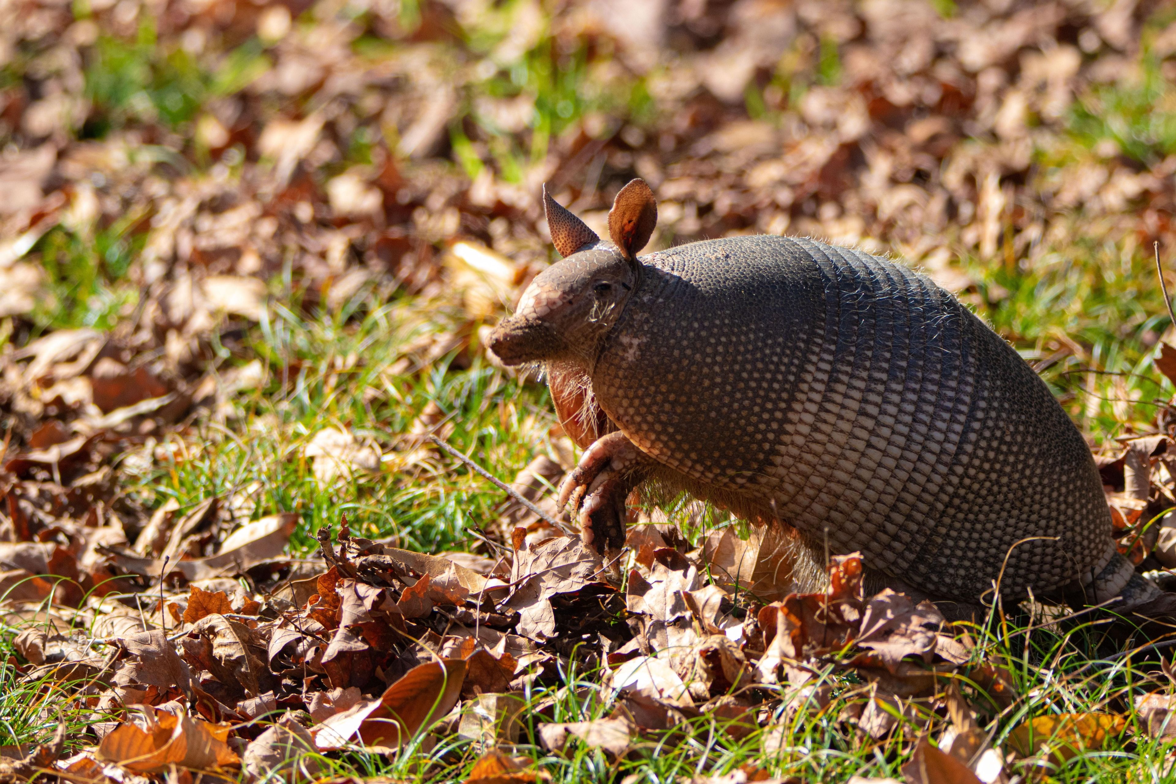 Armadillos dig in the ground to look for nutritious insects.