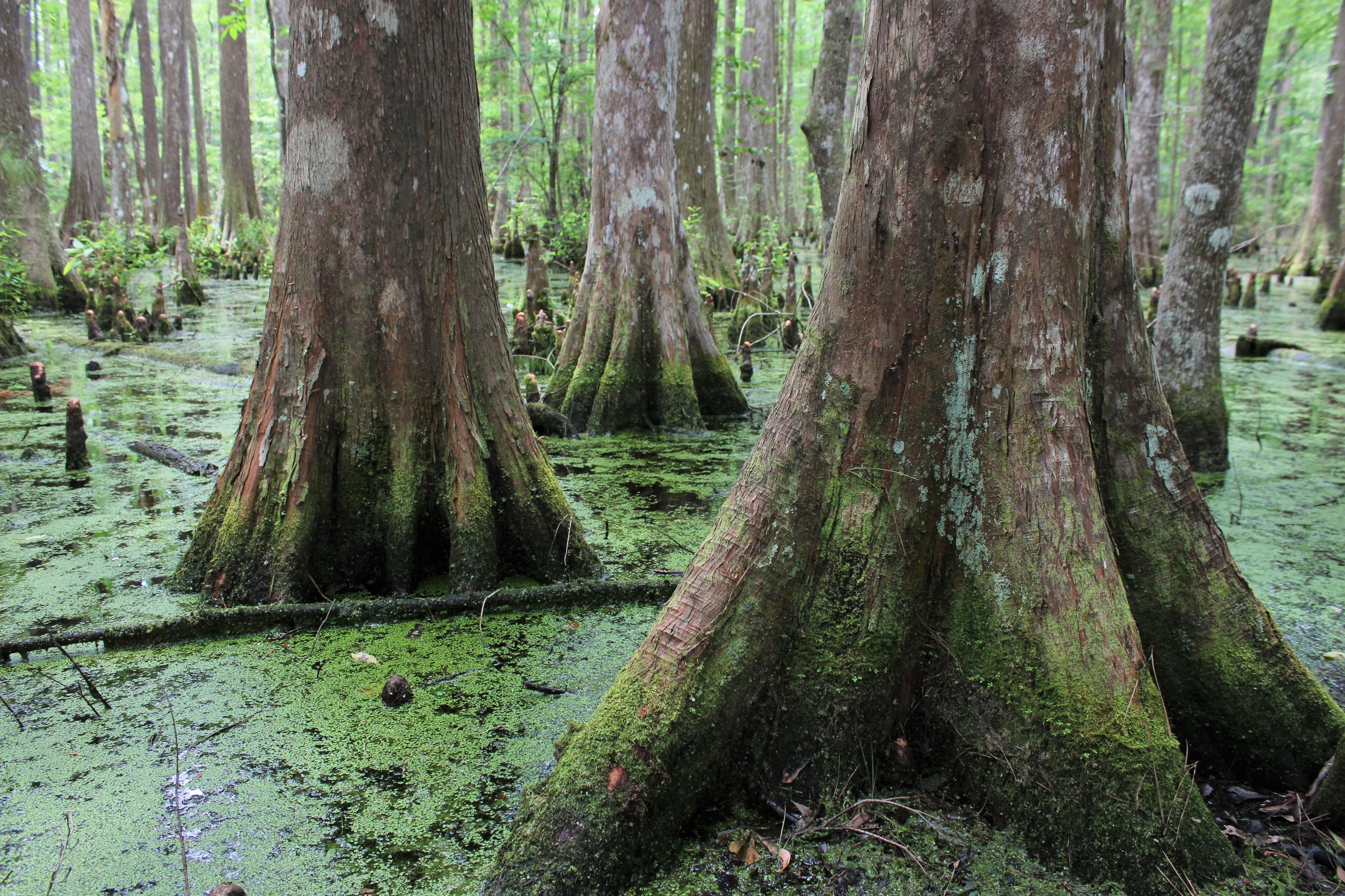 Wide, fluted trunks are a characteristic of the bald cypress tree.