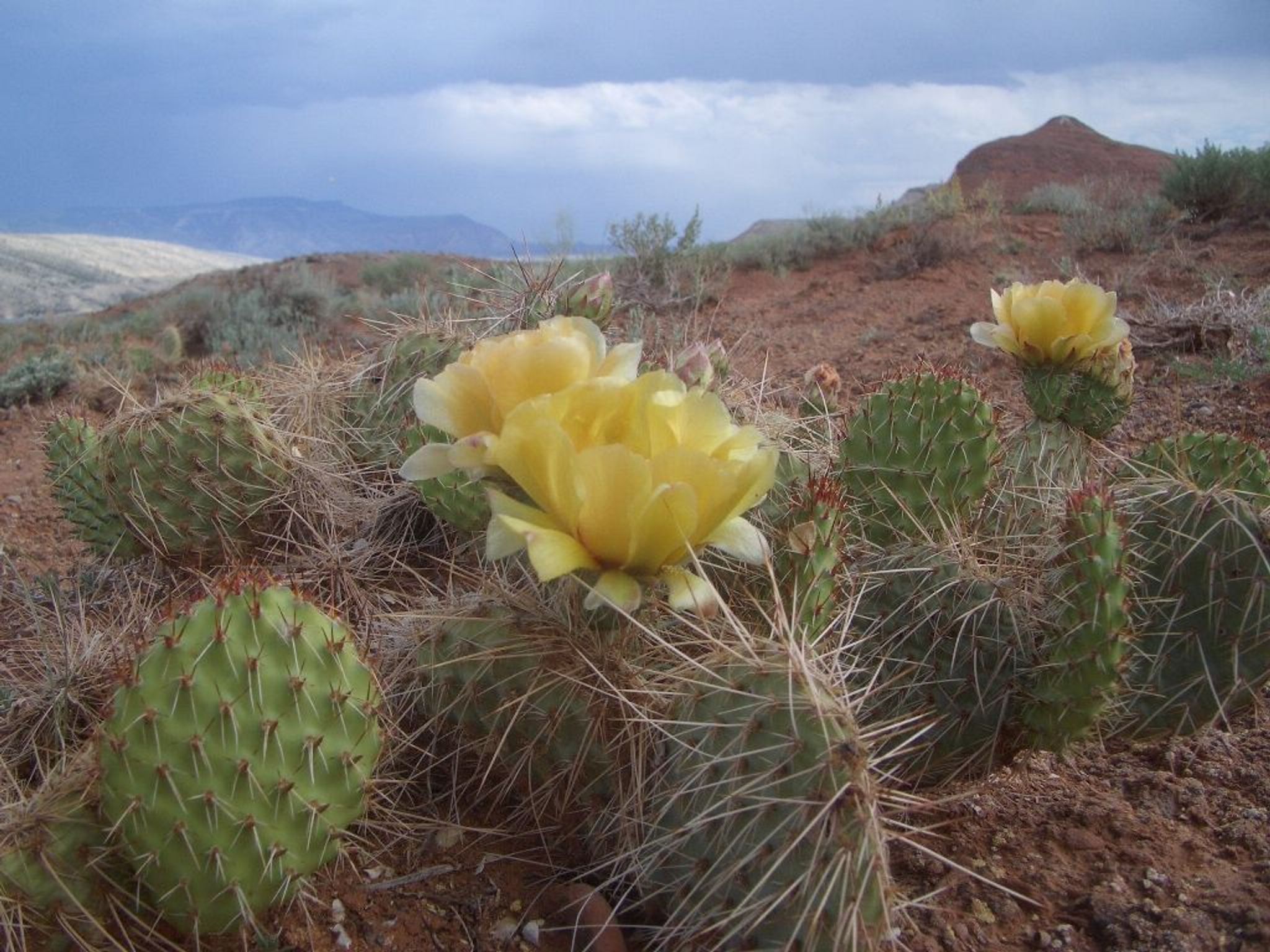 Spring Cactus