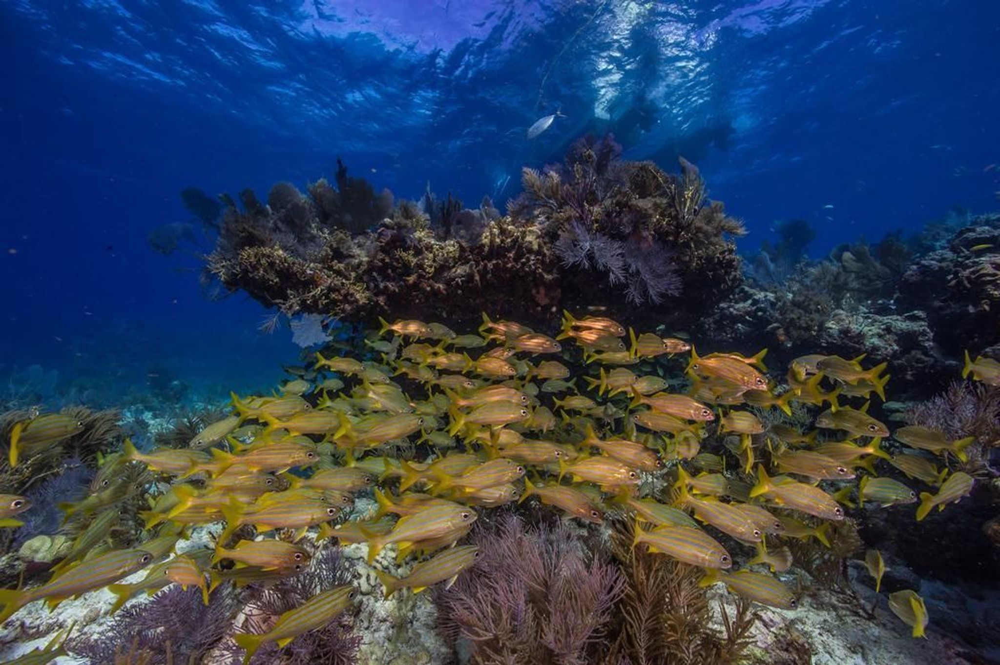 The coral reef is home to many species of fish