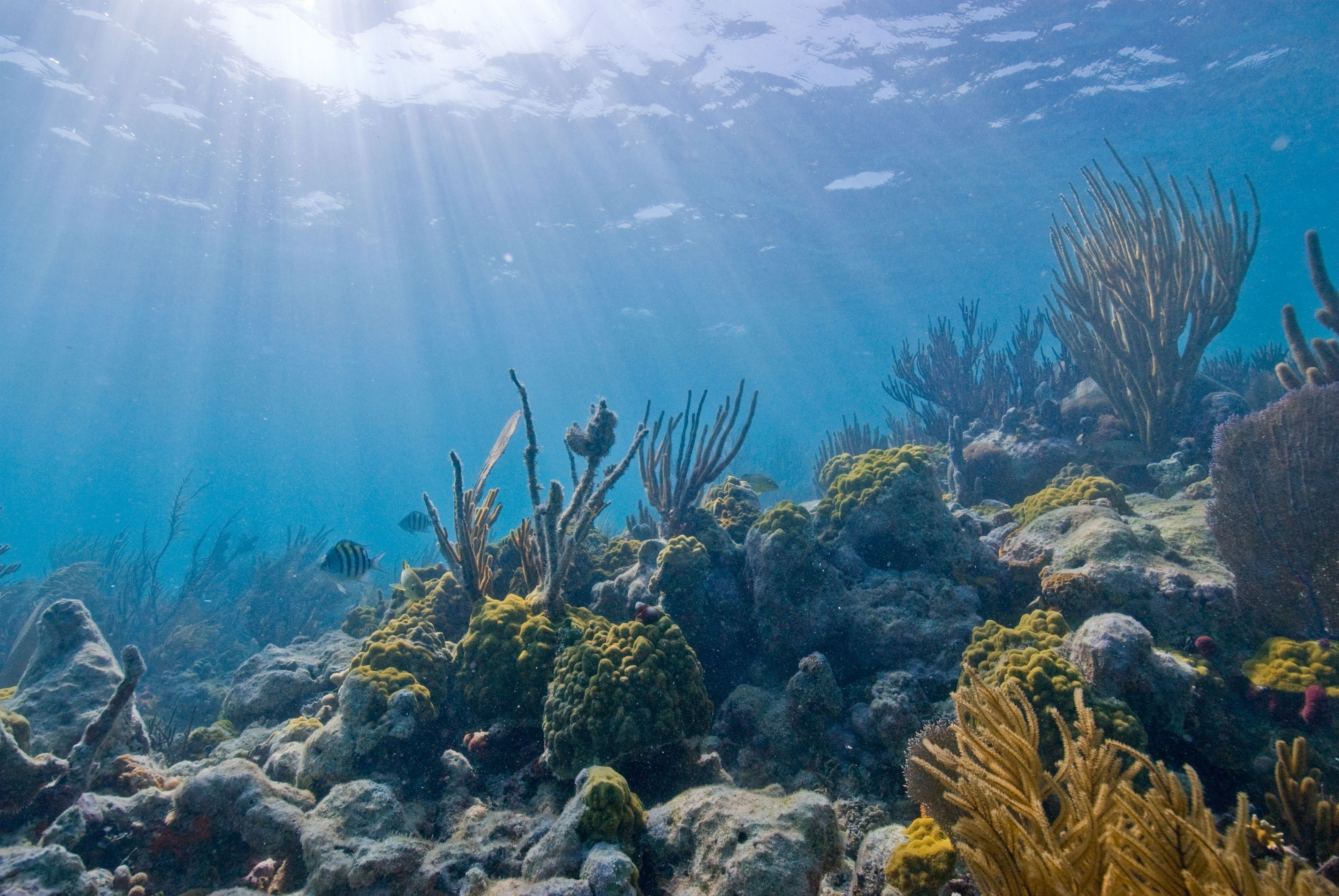 Biscayne National Park is 95% water.