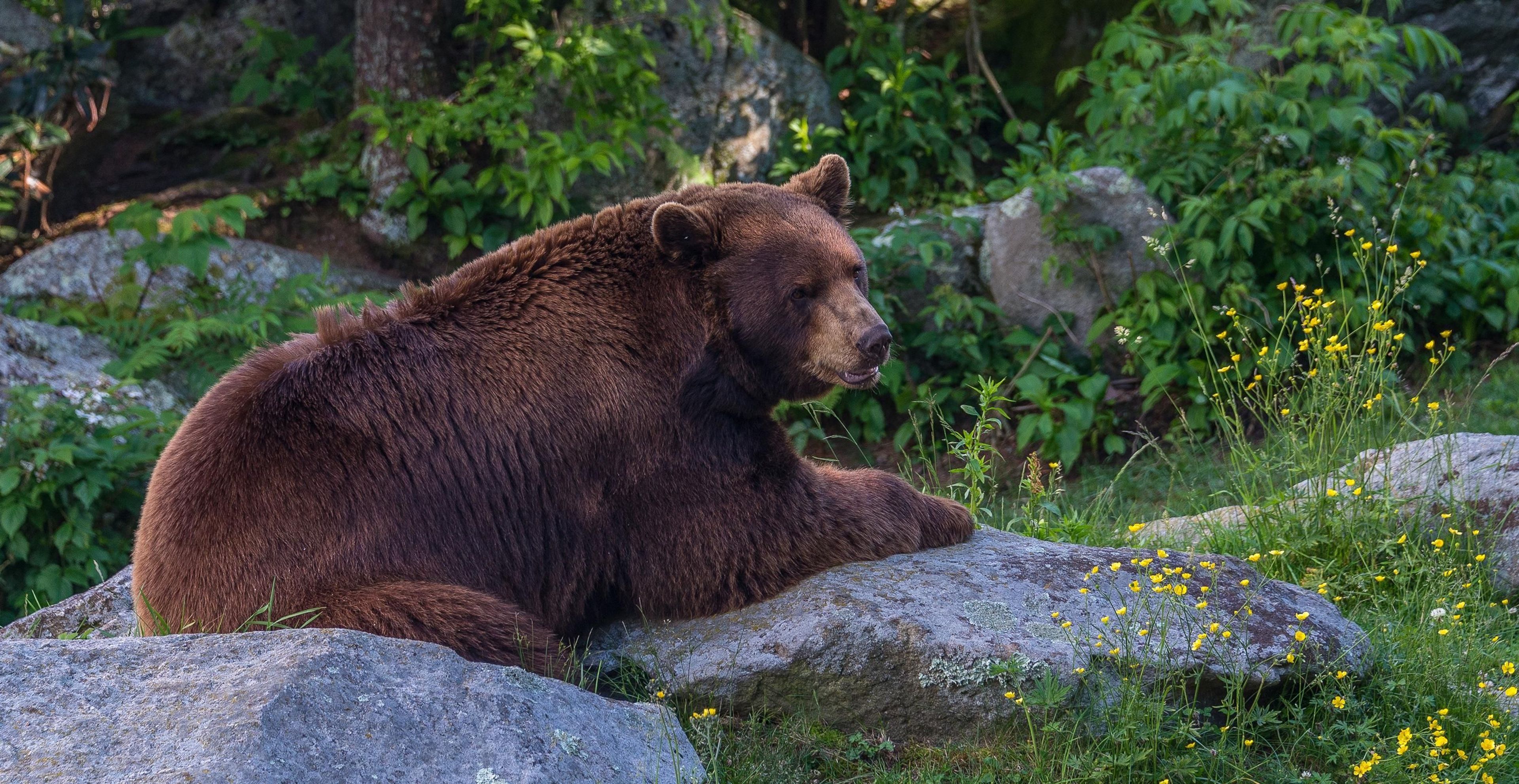 Black bears are among the many mammals found across the Blue Ridge Parkway.