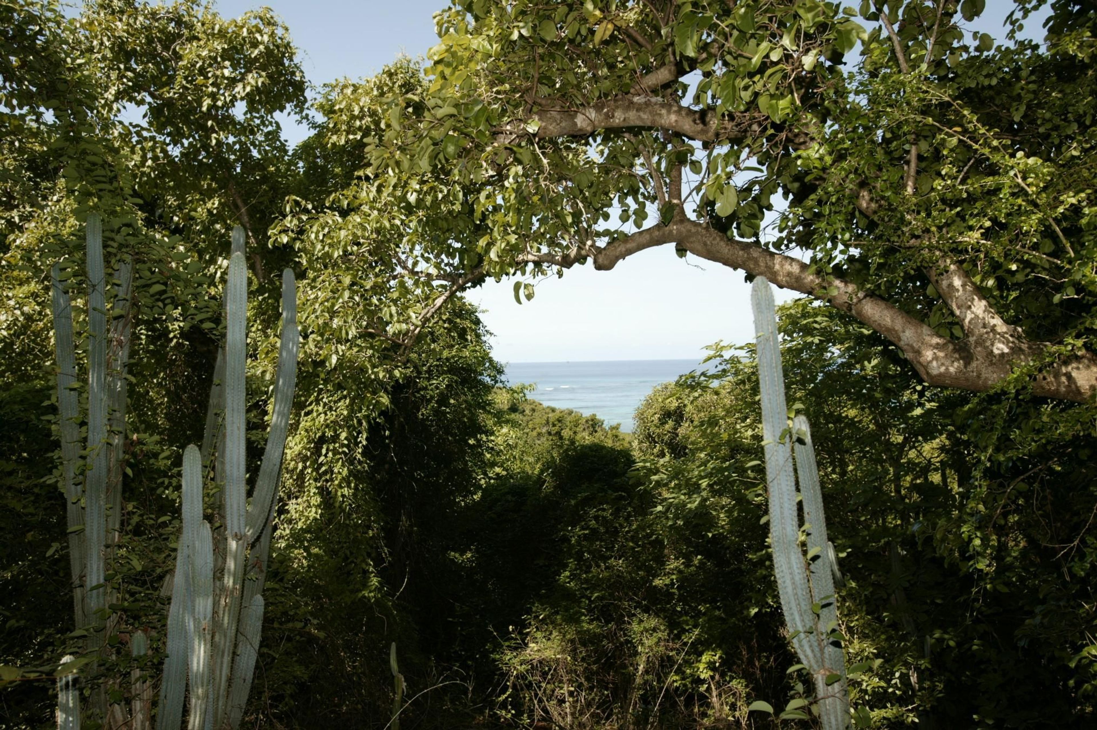 The plants that make up the subtropical dry forest on Buck Island range from old historic tamarinds to gumbo limbo, from cactus to delicate orchids.