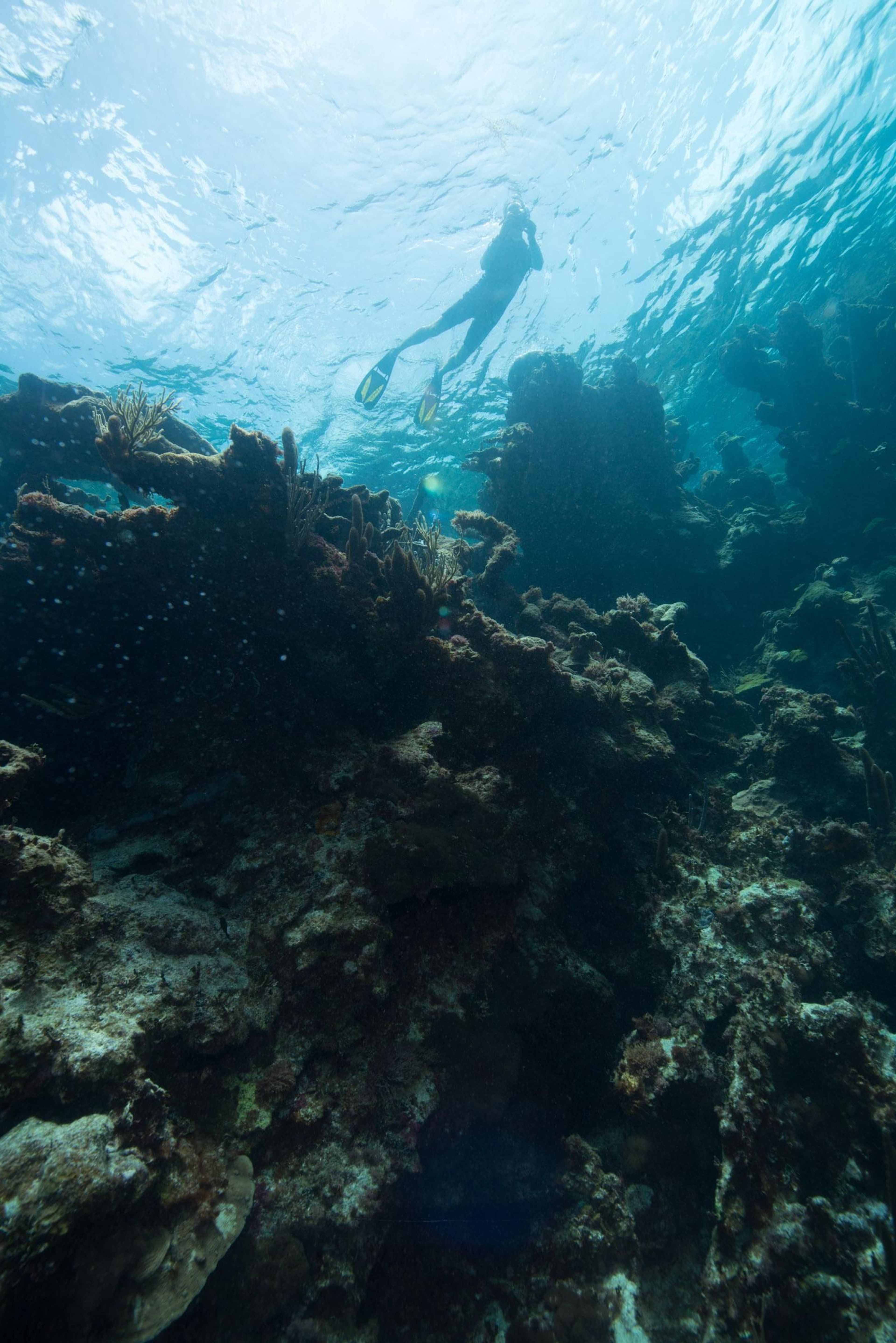 Enjoy snorkeling the reefs and see lots of tropical reef fish.