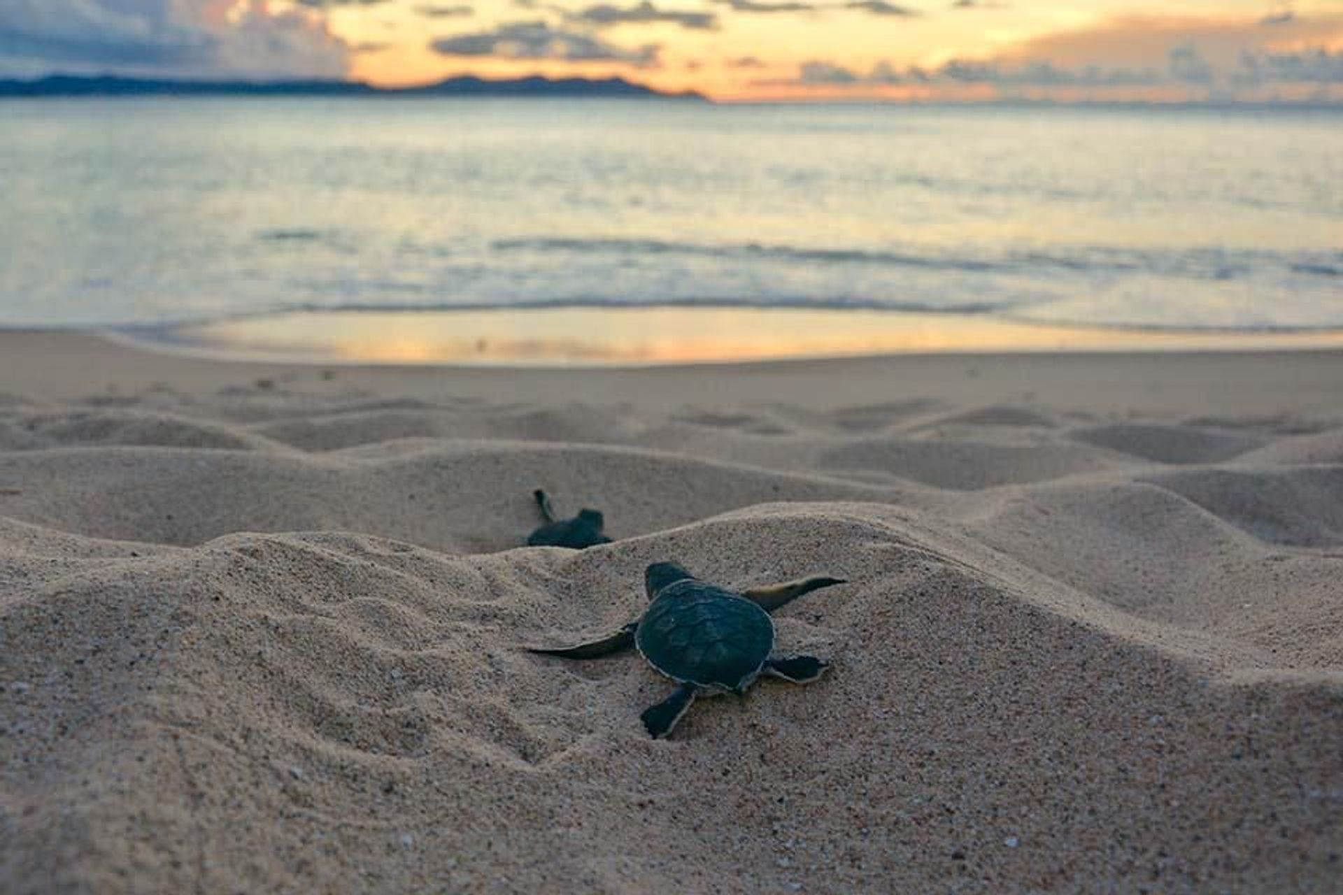 For over 30 years scientists have studied sea turtle nesting habits on Buck Island, training over 100 students in the field of biology.