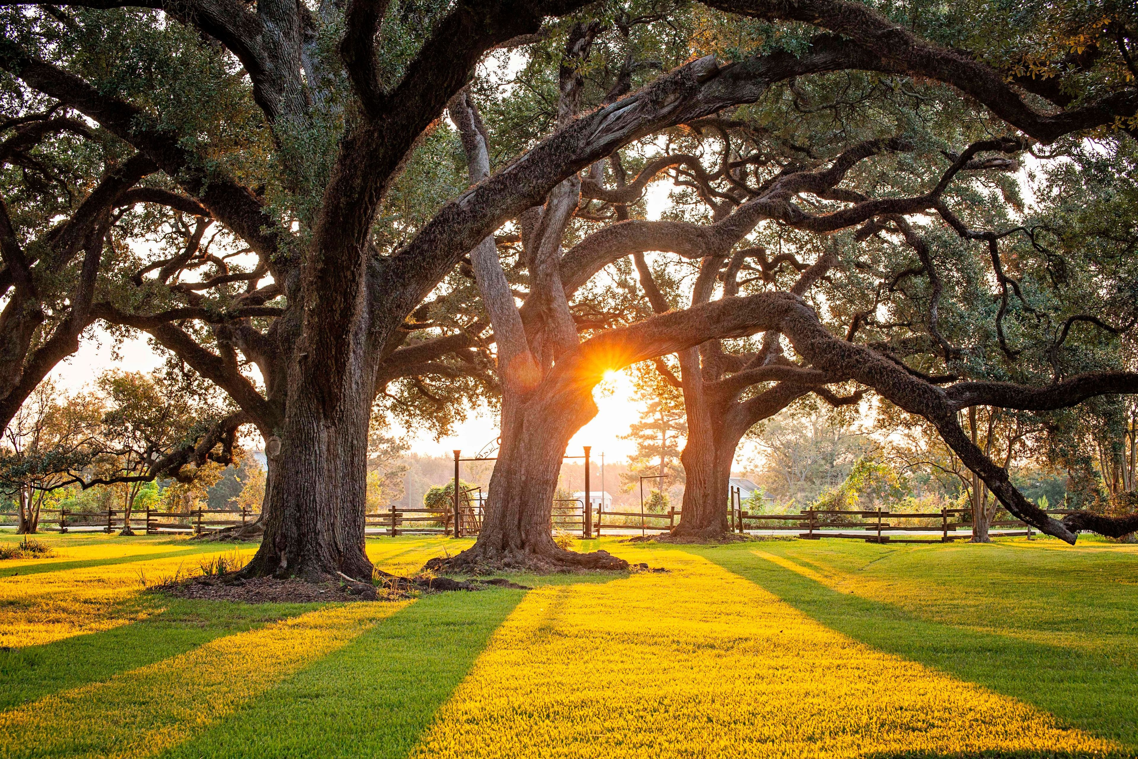 Live Oak trees at sunrise on Oakland Plantation.