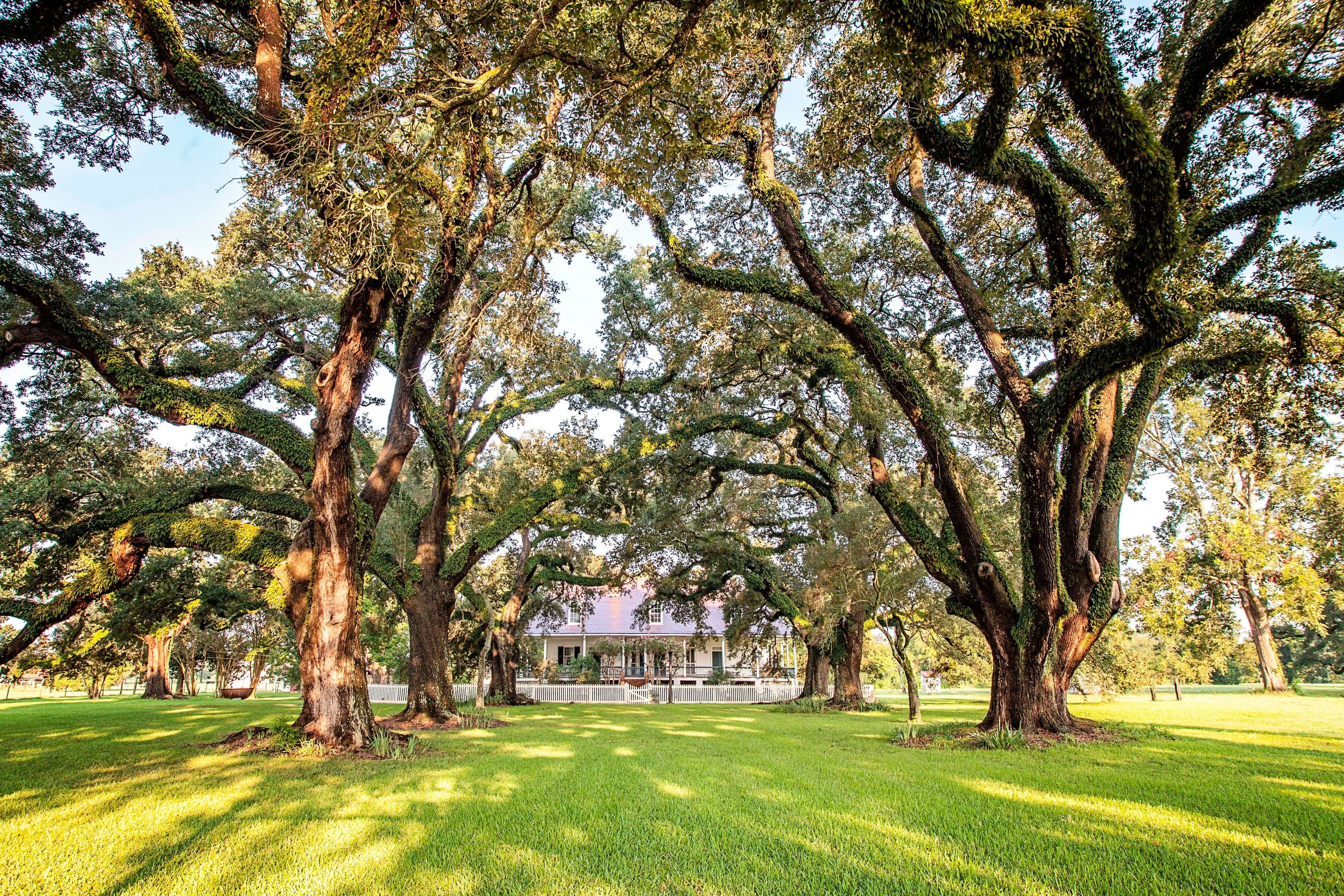 The Oak Allee, planted in the mid-1820s, stretches from the Cane River to the Oakland Plantation Main House.