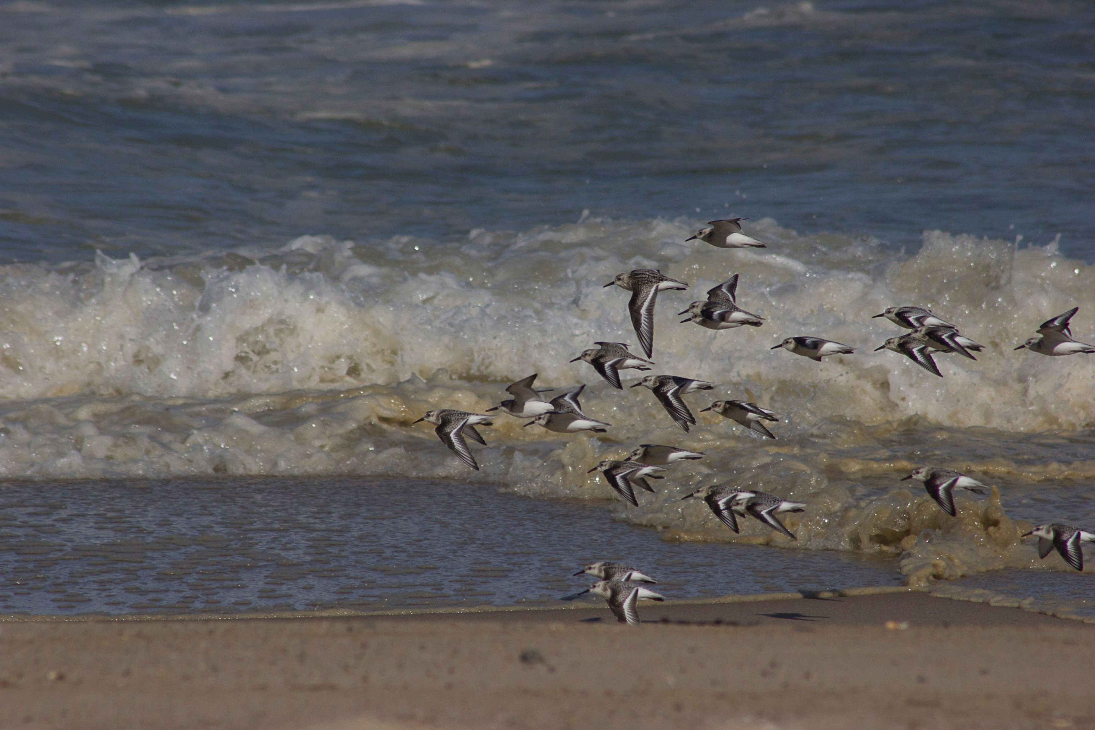 The national seashore is known for its species diversity, including threatened and endangered shorebirds.