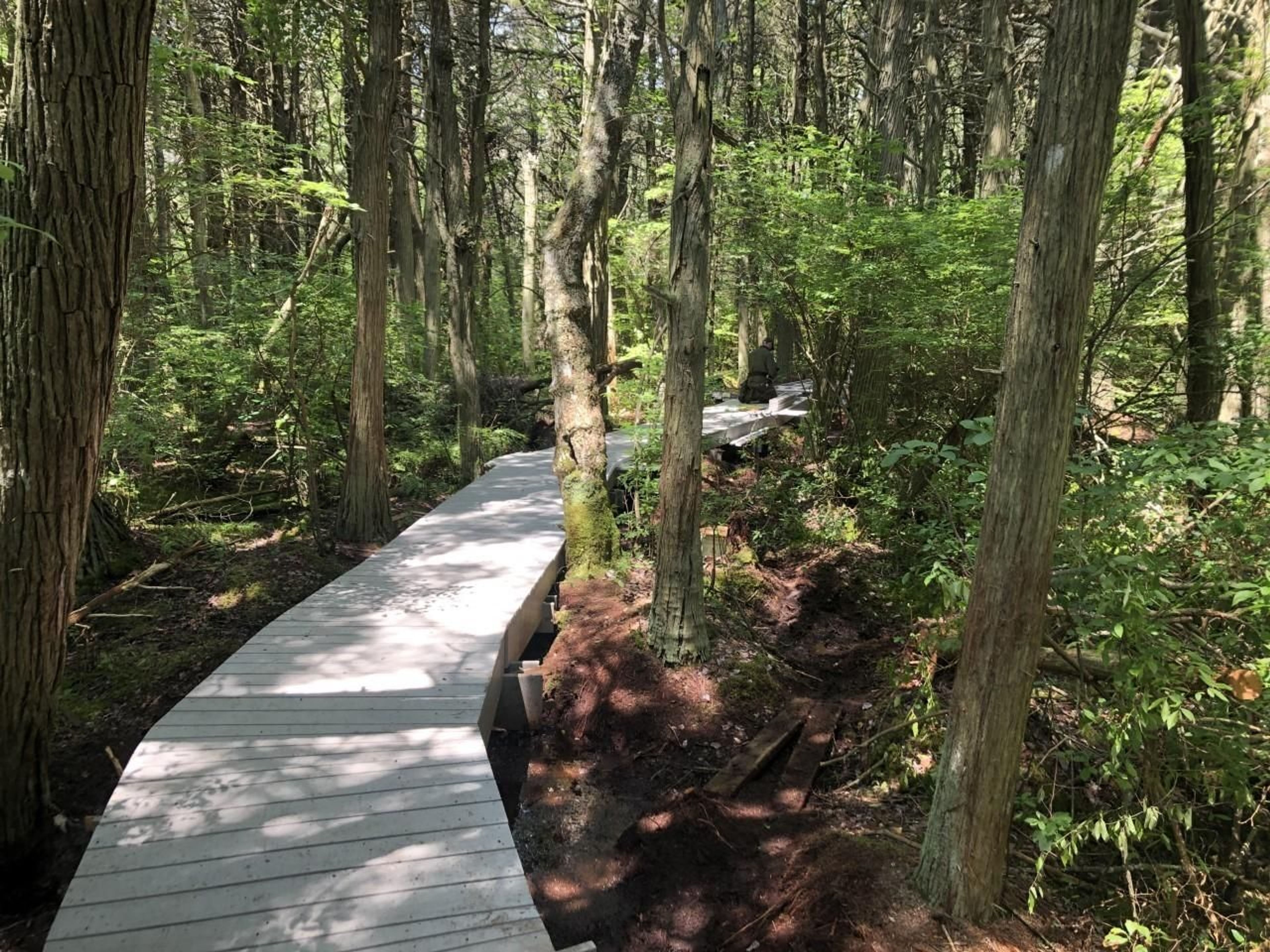 This popular trail takes visitors through the rare habitat of an Atlantic White Cedar swamp.