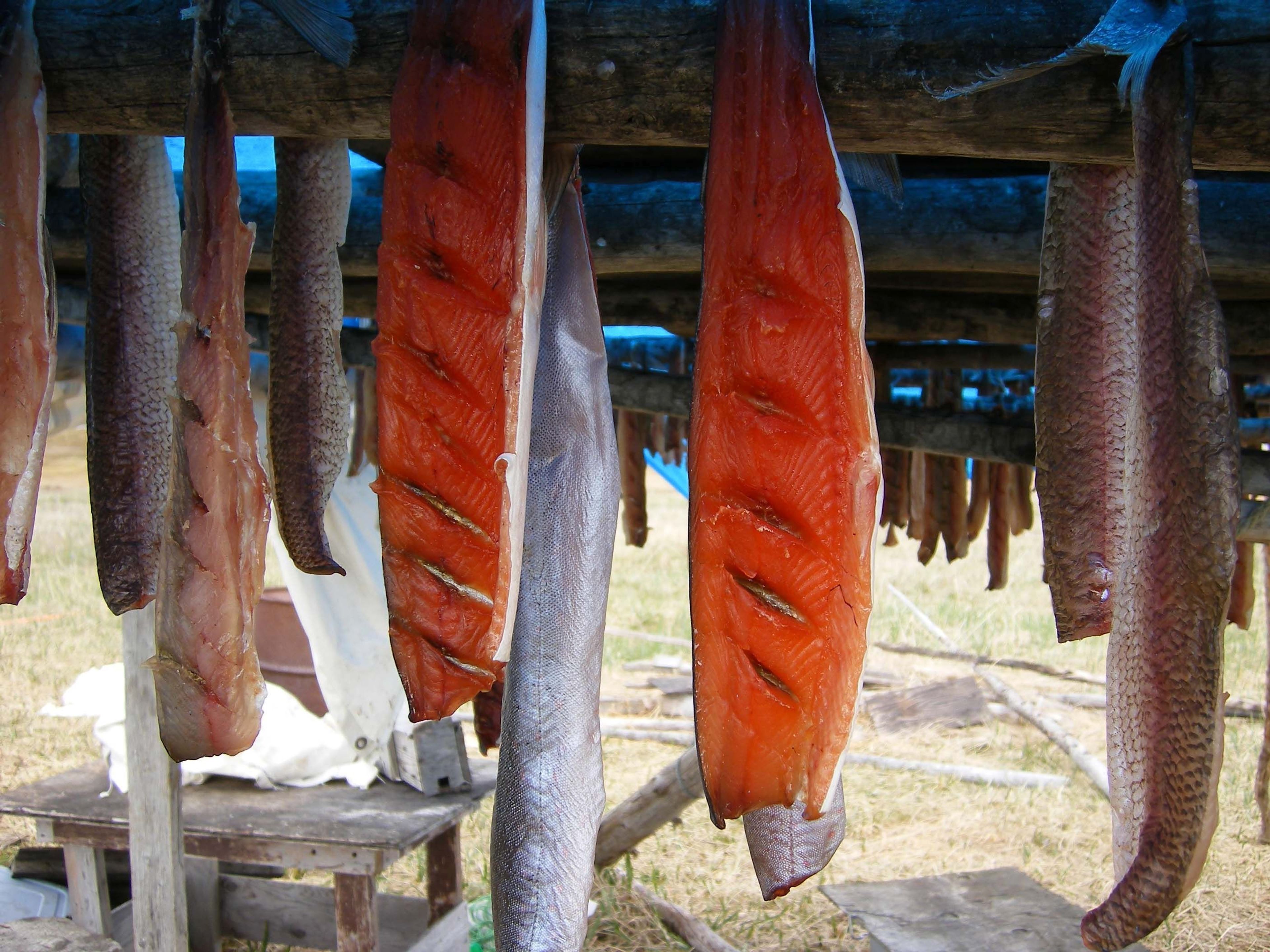 Pike (left and right) and trout (middle) dry on a rack at a subsistence camp. The slash marks allow more air to circulate and dry the meat more quickly.