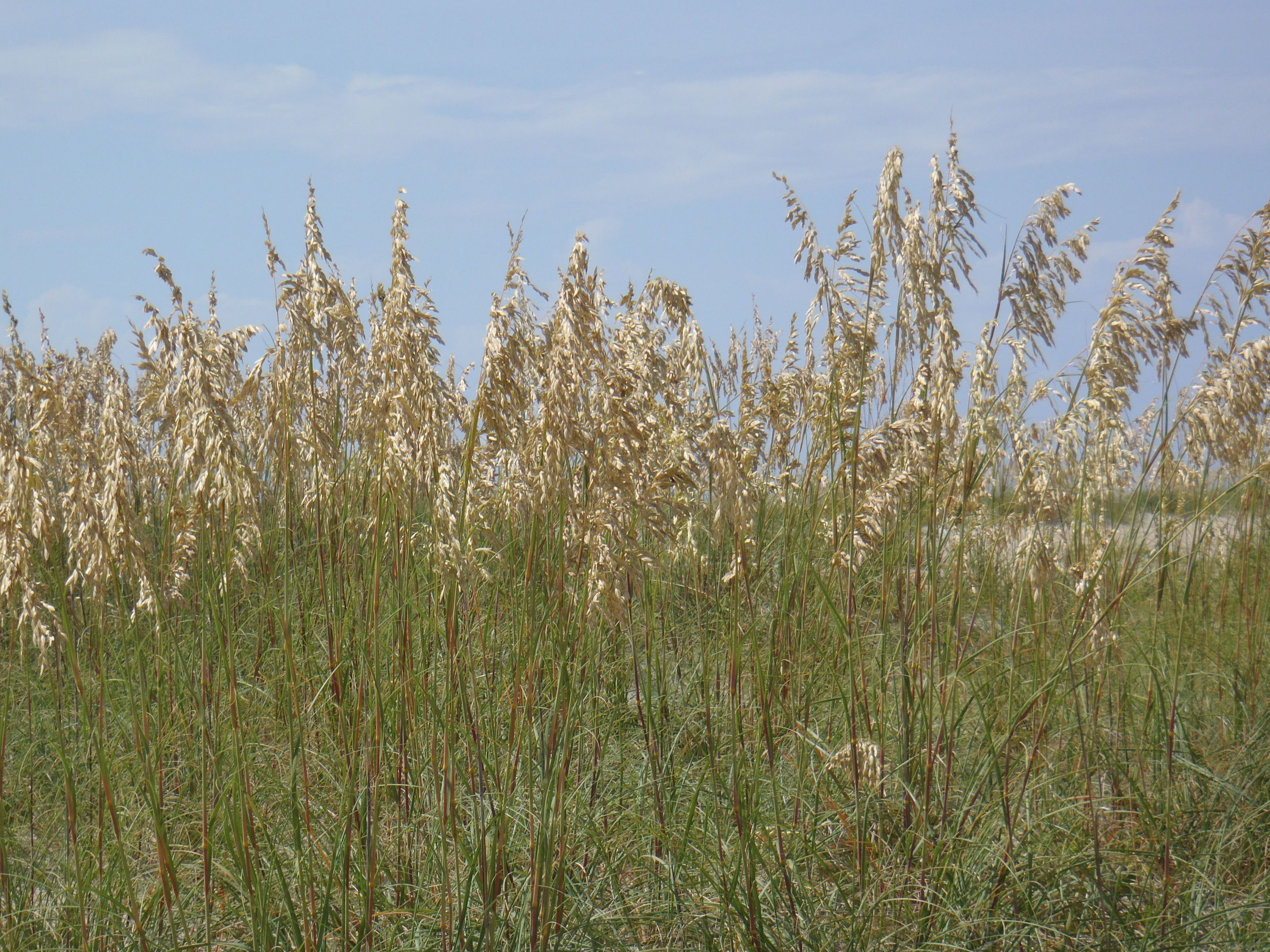 In late summer, Sea Oats are the most conspicuous plant growing on the sand dunes with their graceful, drooping seed heads.