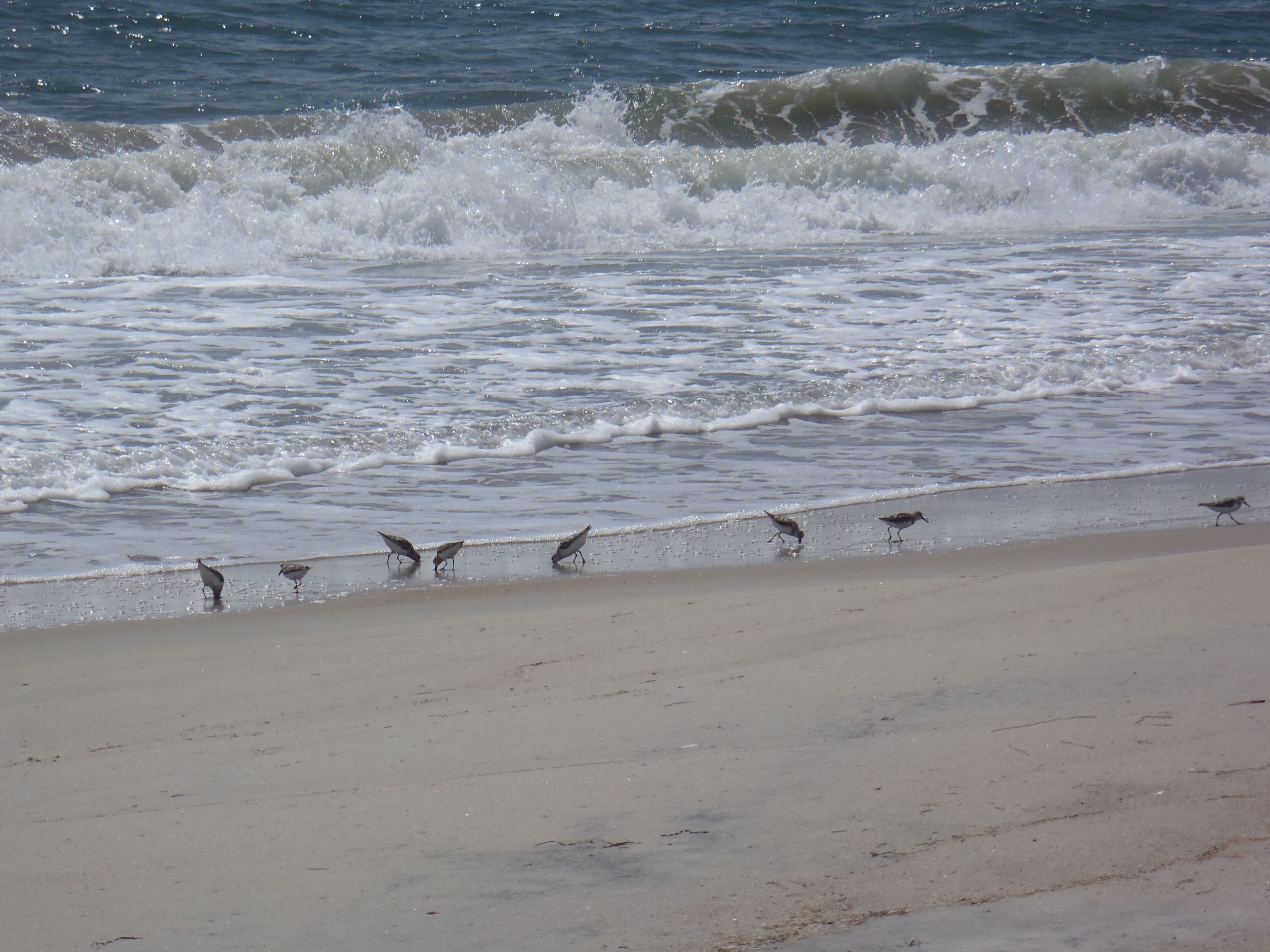 Small sandpipers, called Sanderlings, are common sights on the ocean beach as they search for food in the sand between waves