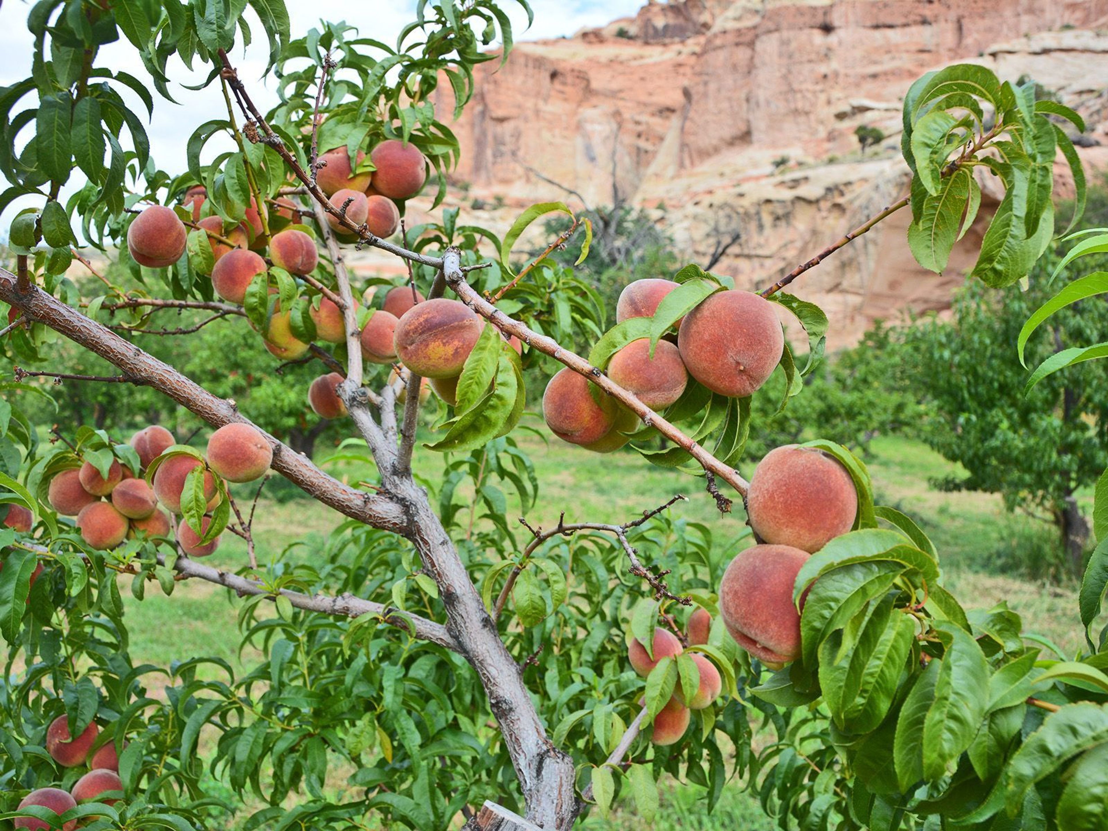 The Capitol Reef Orchards, planted in the pioneer era, remain a popular place for visitors today.