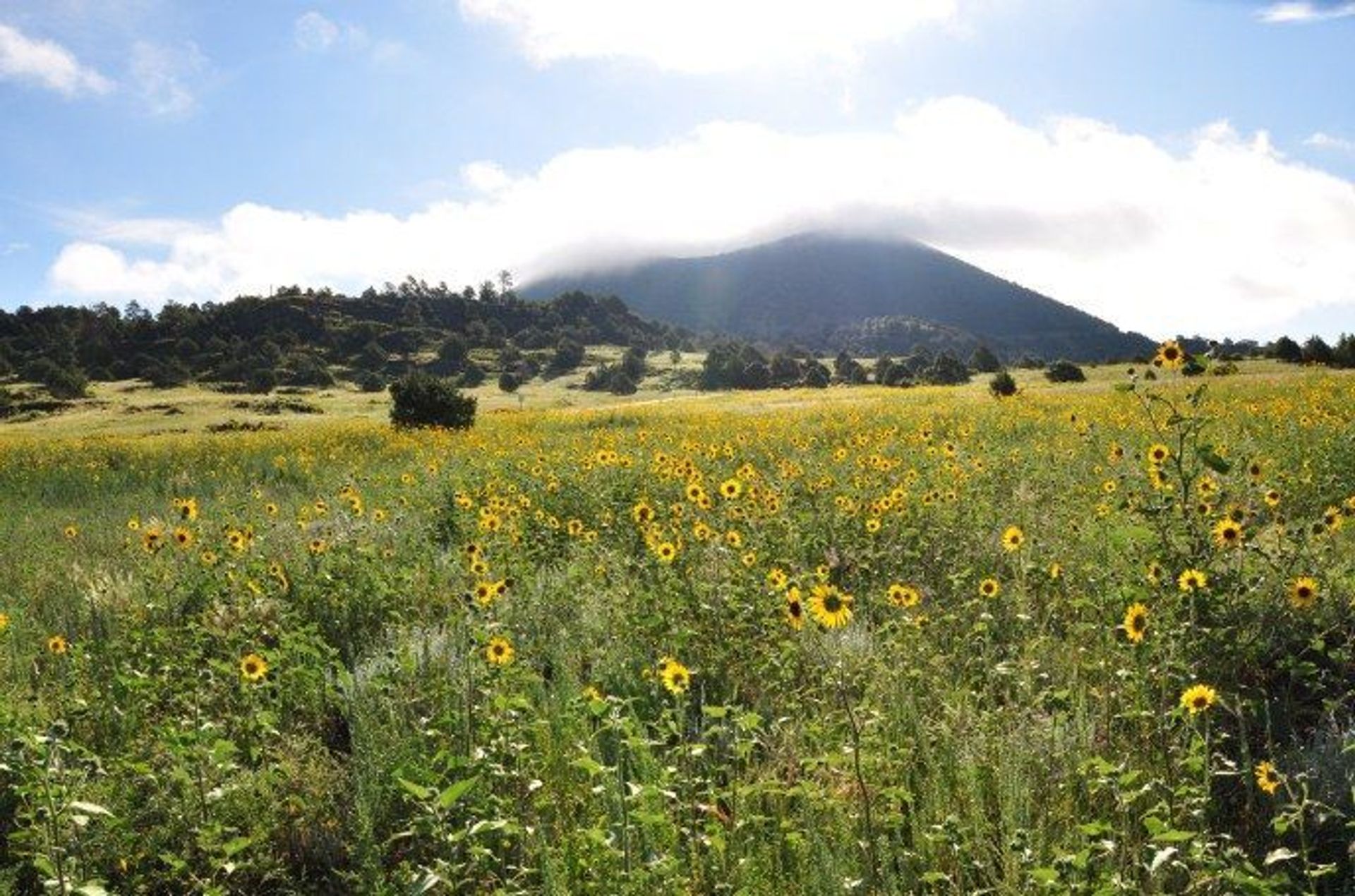 Capulin Volcano in summer.