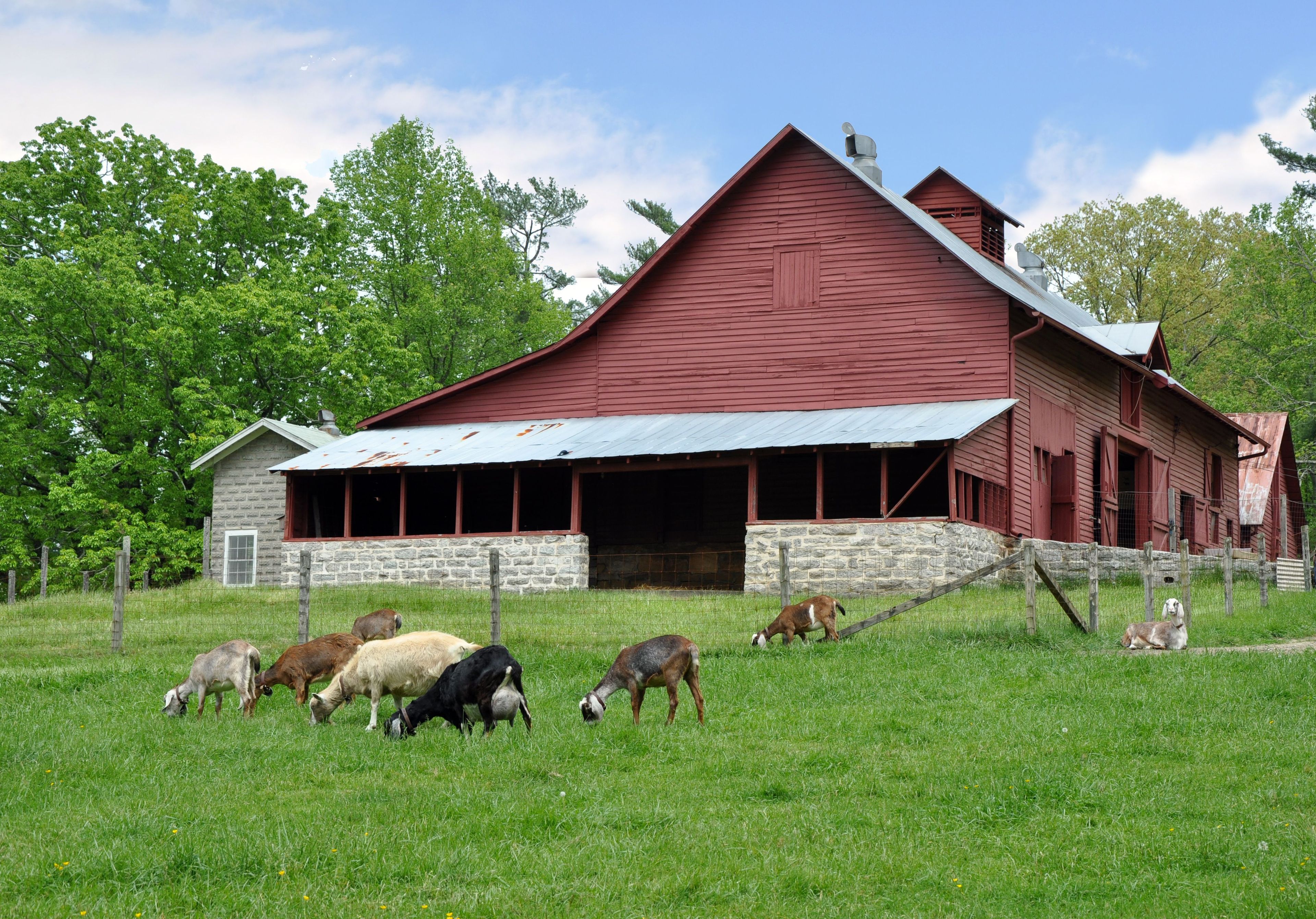 Connemara Farms dairy goats graze peacefully near the Sandburg barn