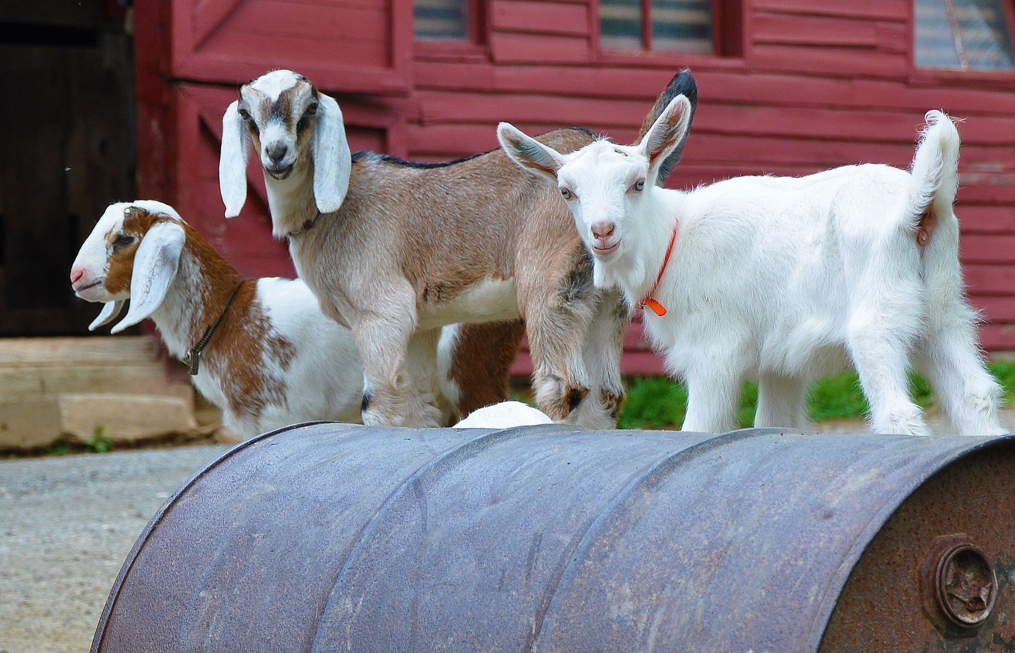 Spring-born kid goats greet visitors to the barn.