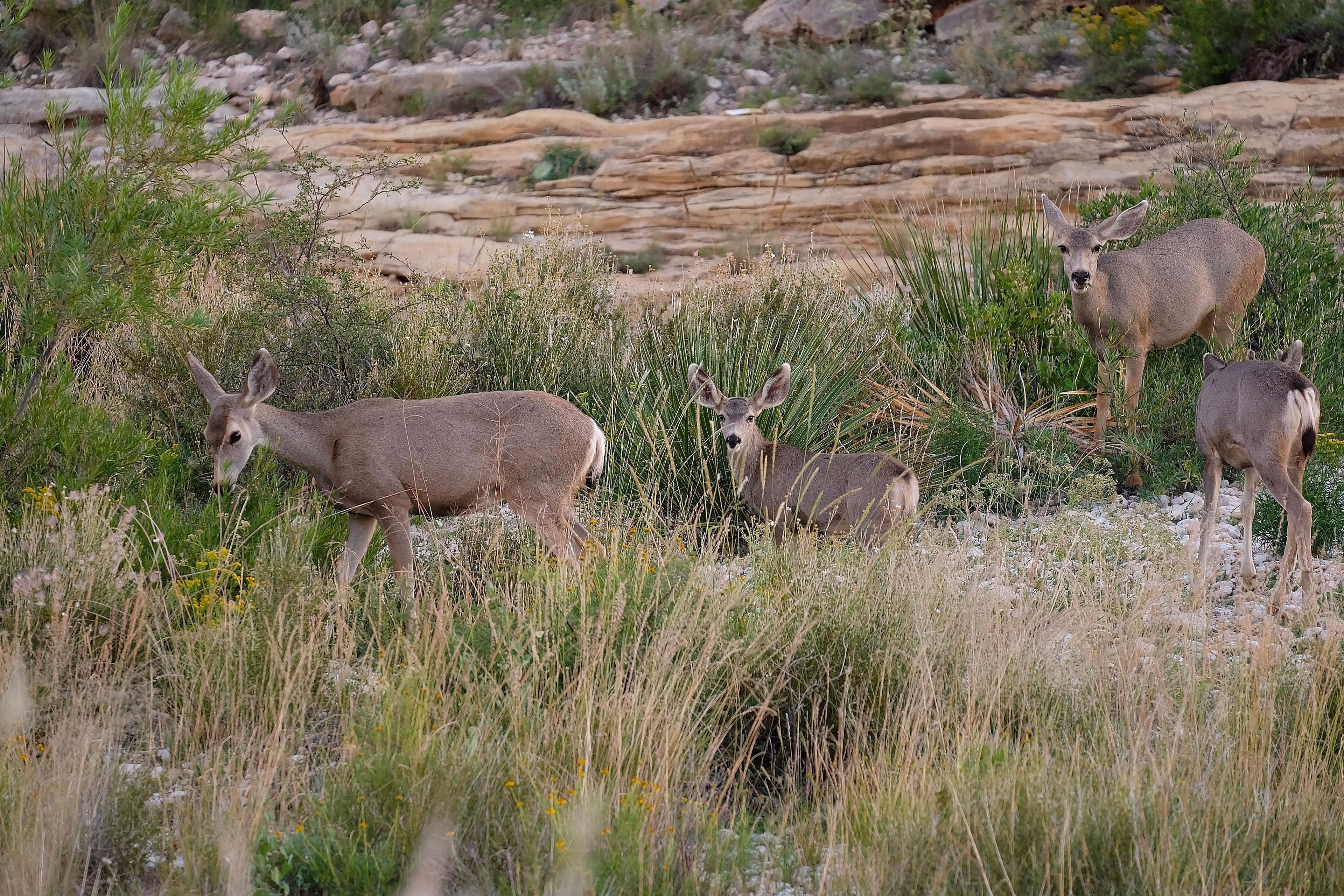 Mule deer find food in a drainage.