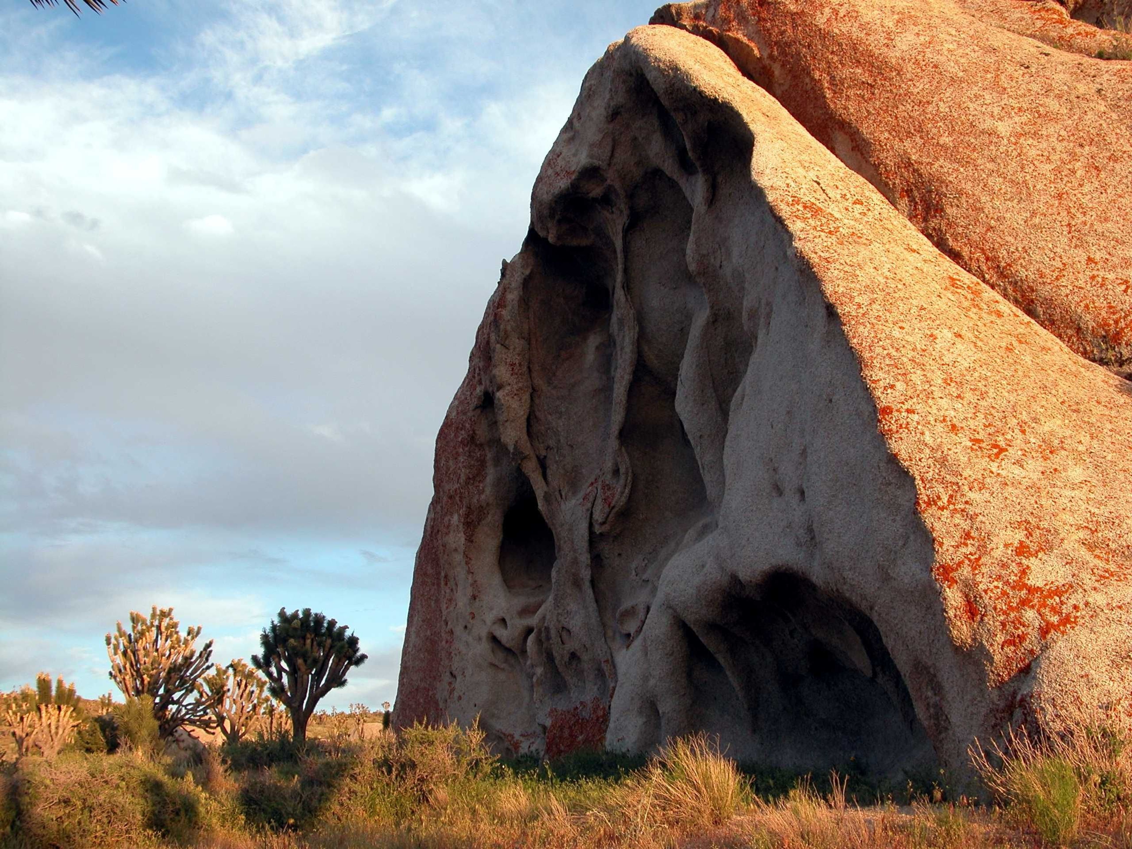 Red rocks frame a stand of Joshua trees and sage brush in the desert floor..