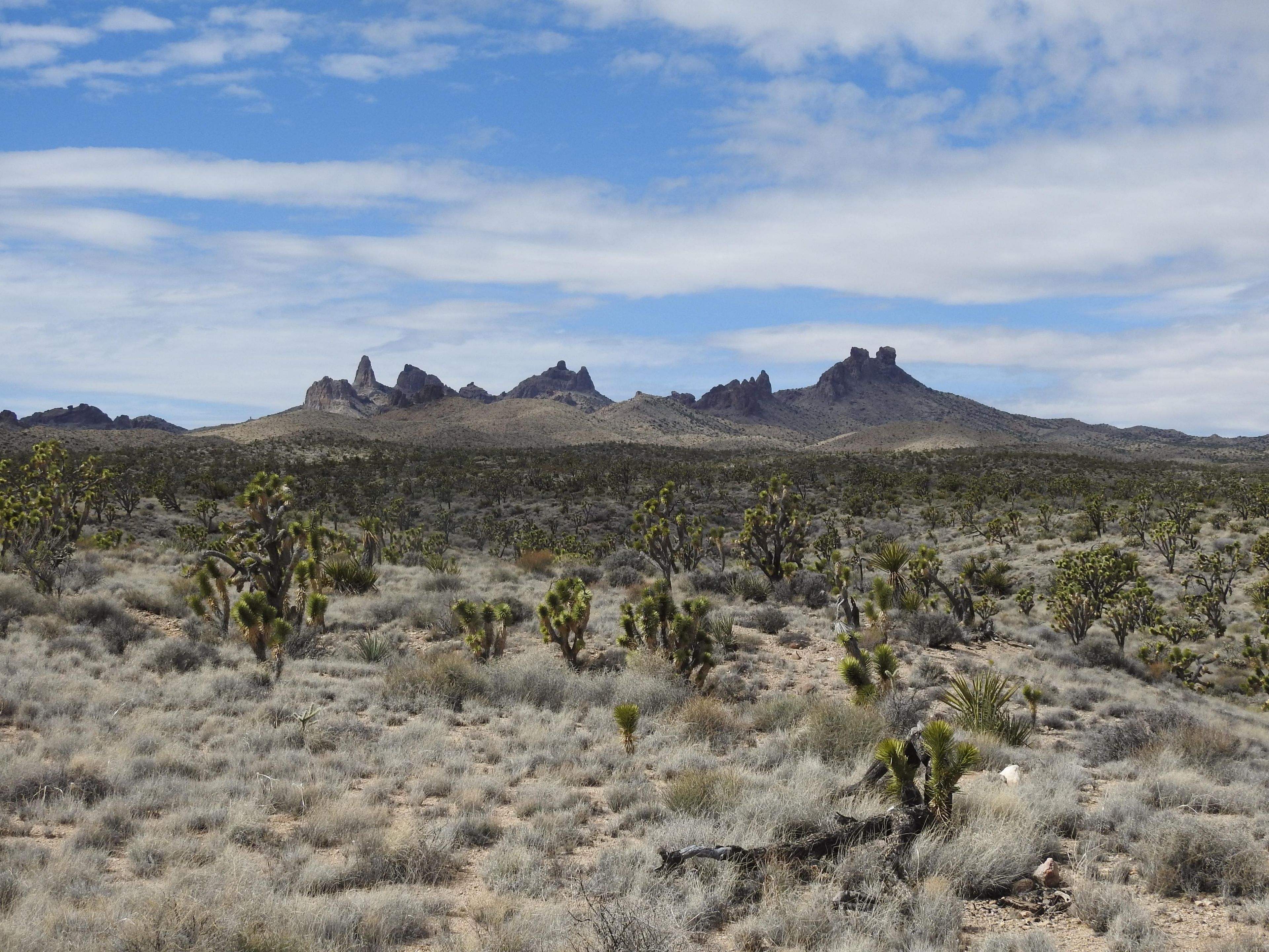 From Walking Box Ranch road, visitors to Castle Mountains can enjoy the stunning view of the Castle Peaks, which are located in surrounding Mojave National Preserve lands.