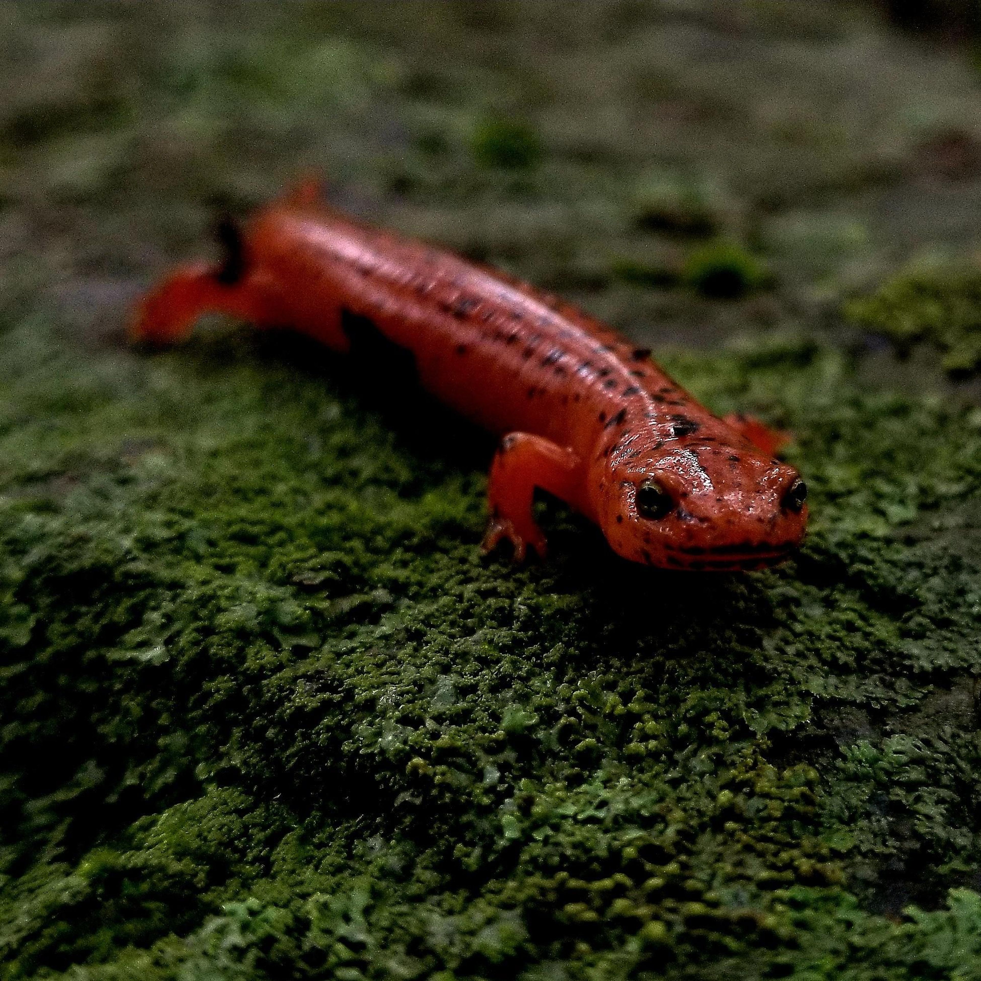 Life is abundant at Catoctin Mountain Park, and habitat is plentiful for many salamander species.